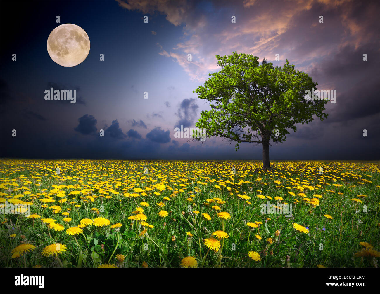 Nuit et la lune sur un champ de fleurs jaunes Banque D'Images