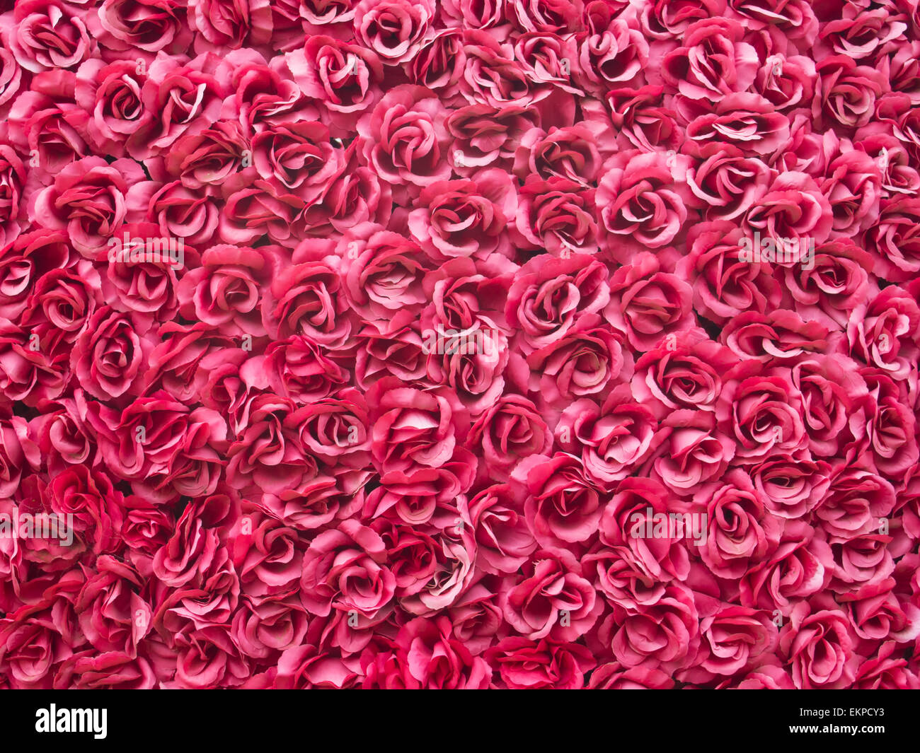Arrière-plan de roses rouges Banque D'Images