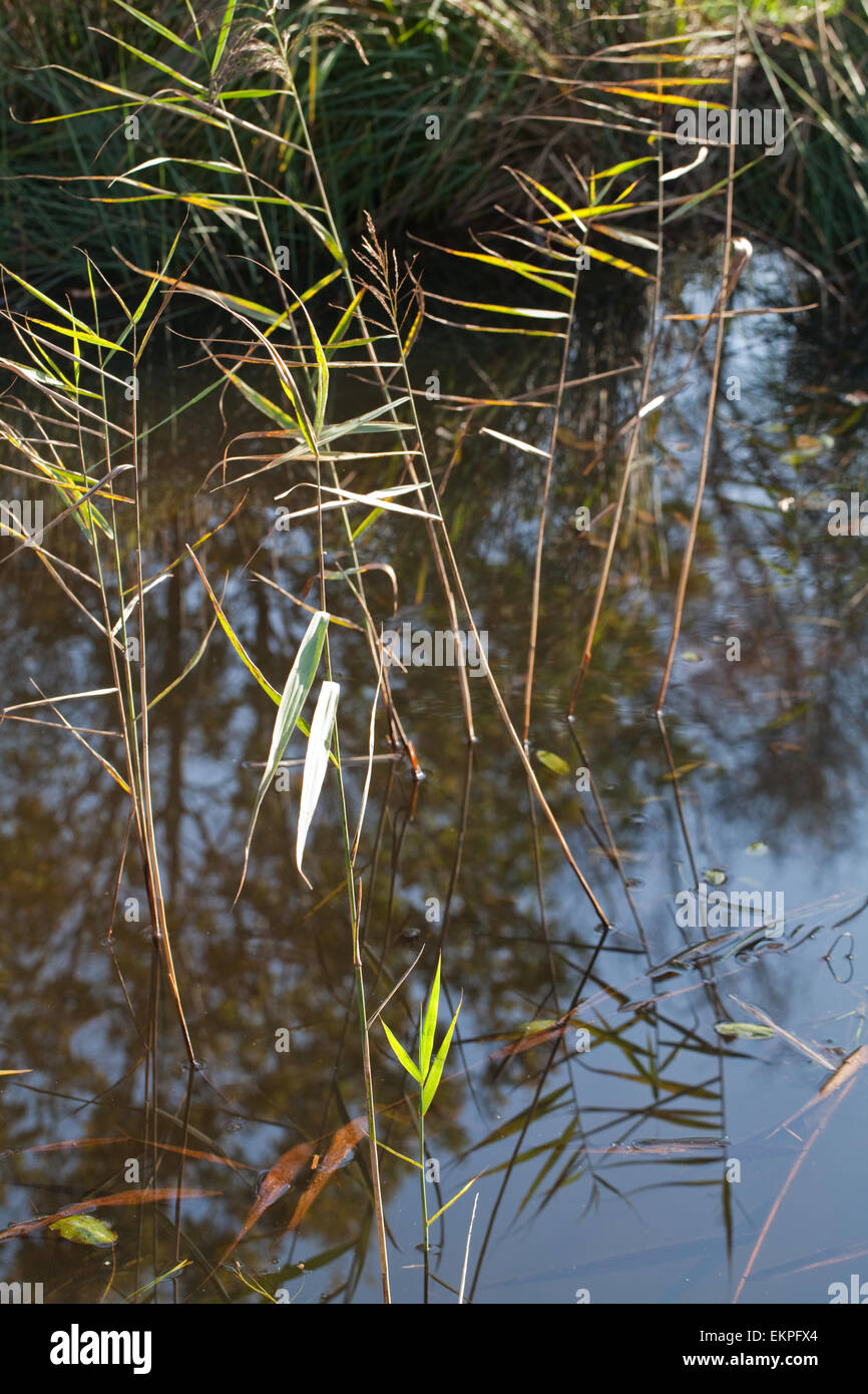 La Norfolk Reed (Phragmites sp. ) La tige et les feuilles s'étendant au-delà des eaux stagnantes dans une roselière, avec relections. La vie de l'eau Banque D'Images