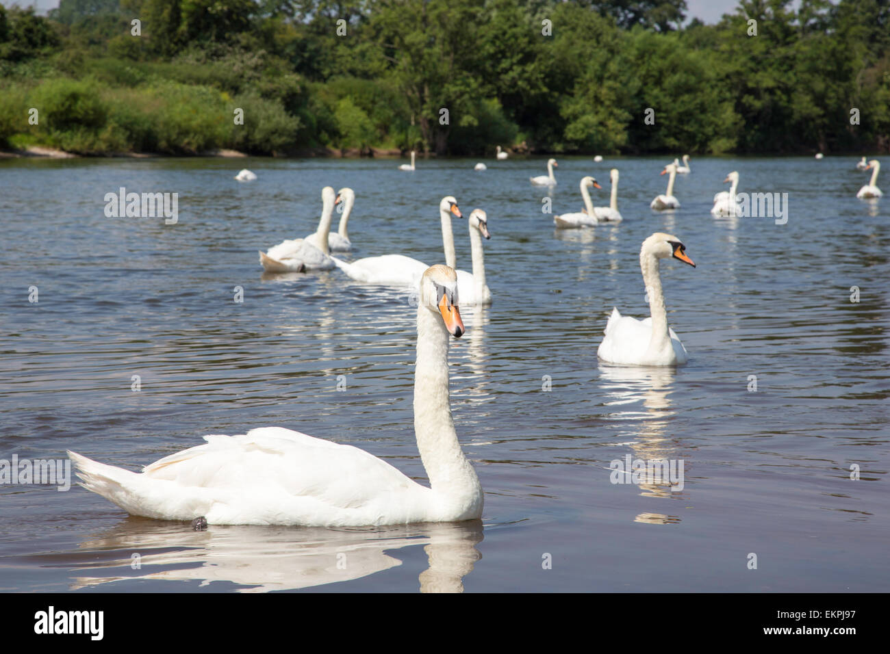 Cygne tuberculé Banque D'Images