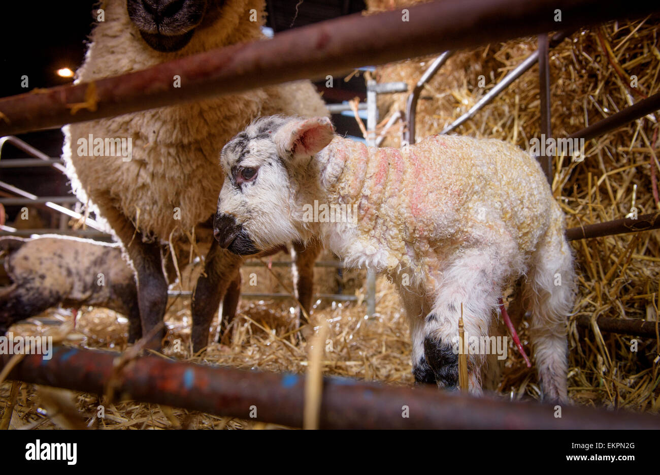 Les agneaux nouveau-nés dans l'abri de l'agnelage sur haut les South Downs près de Seaford dans l'East Sussex. Banque D'Images