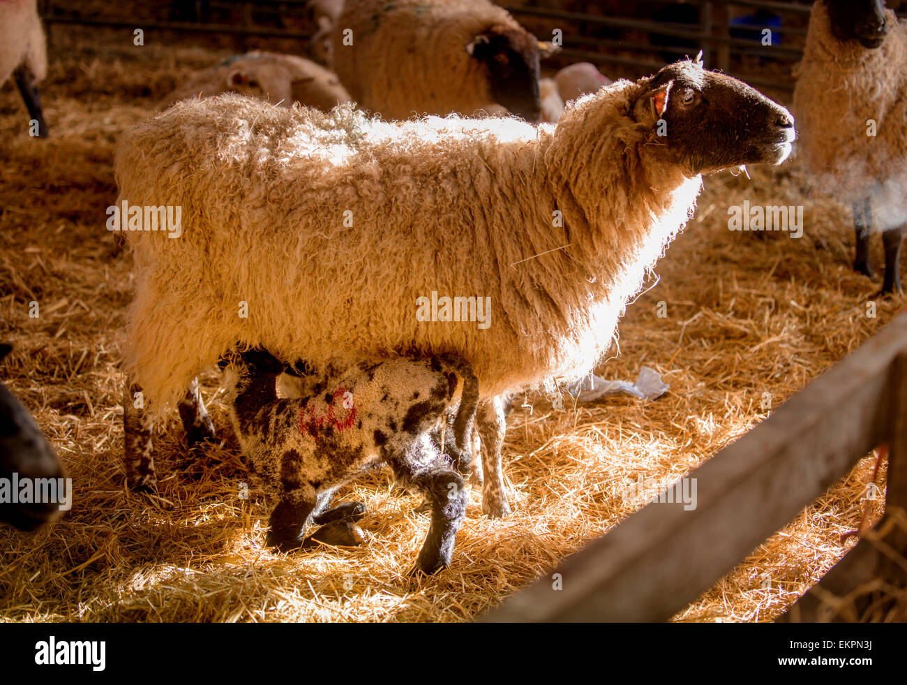 Les agneaux nouveau-nés dans l'abri de l'agnelage sur haut les South Downs près de Seaford dans l'East Sussex. Banque D'Images