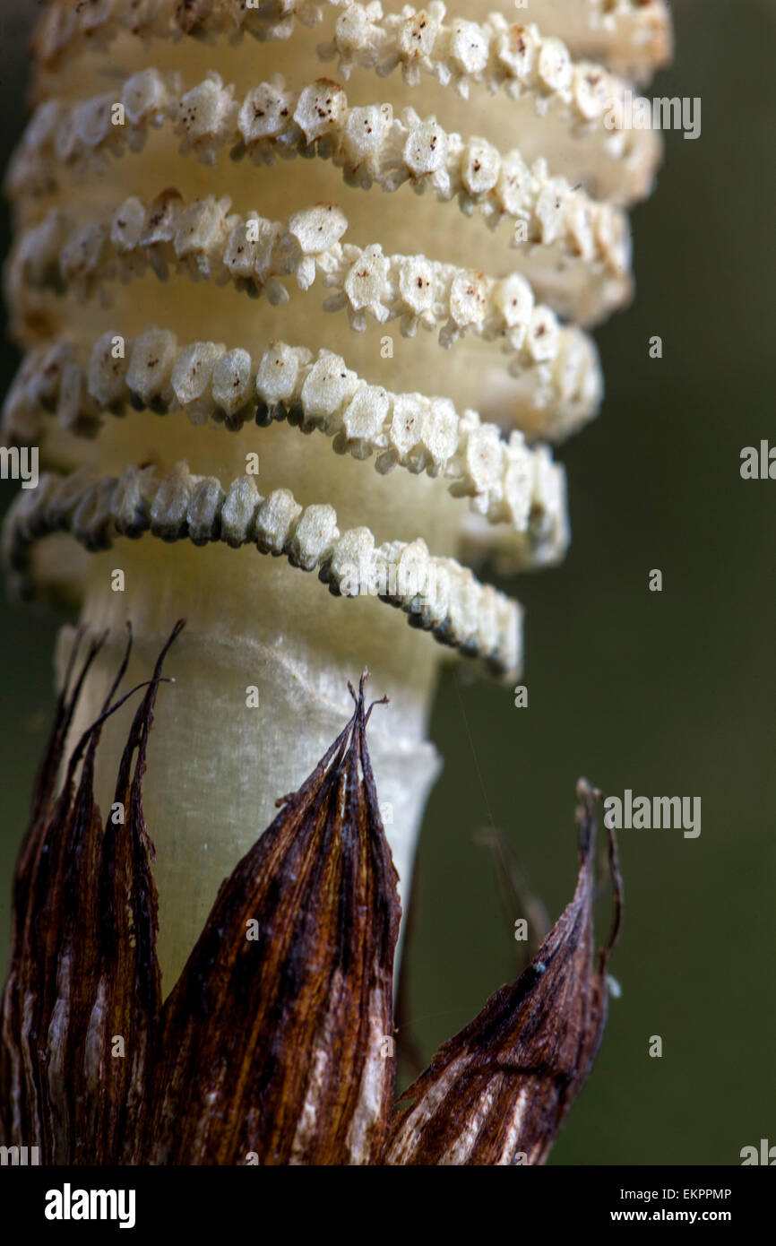 Equisetum telmateia Grand Horsetail gros plan, Strobilus, structure, Spore-poring, plante d'Horsetail conique Banque D'Images