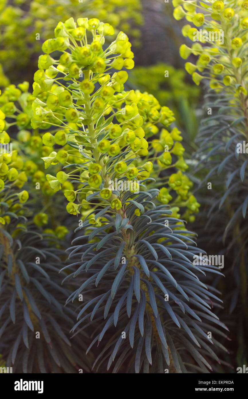 Euphorbia characias subsp. wulfenii, euphorbe Méditerranéenne Banque D'Images