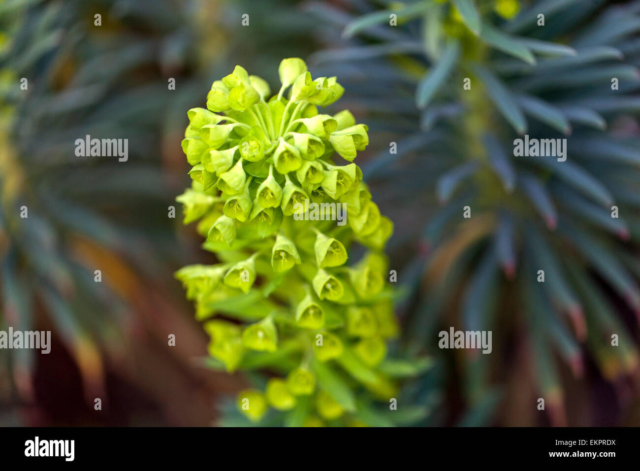 Euphorbia characias subsp. wulfenii, euphorbe Méditerranéenne Banque D'Images