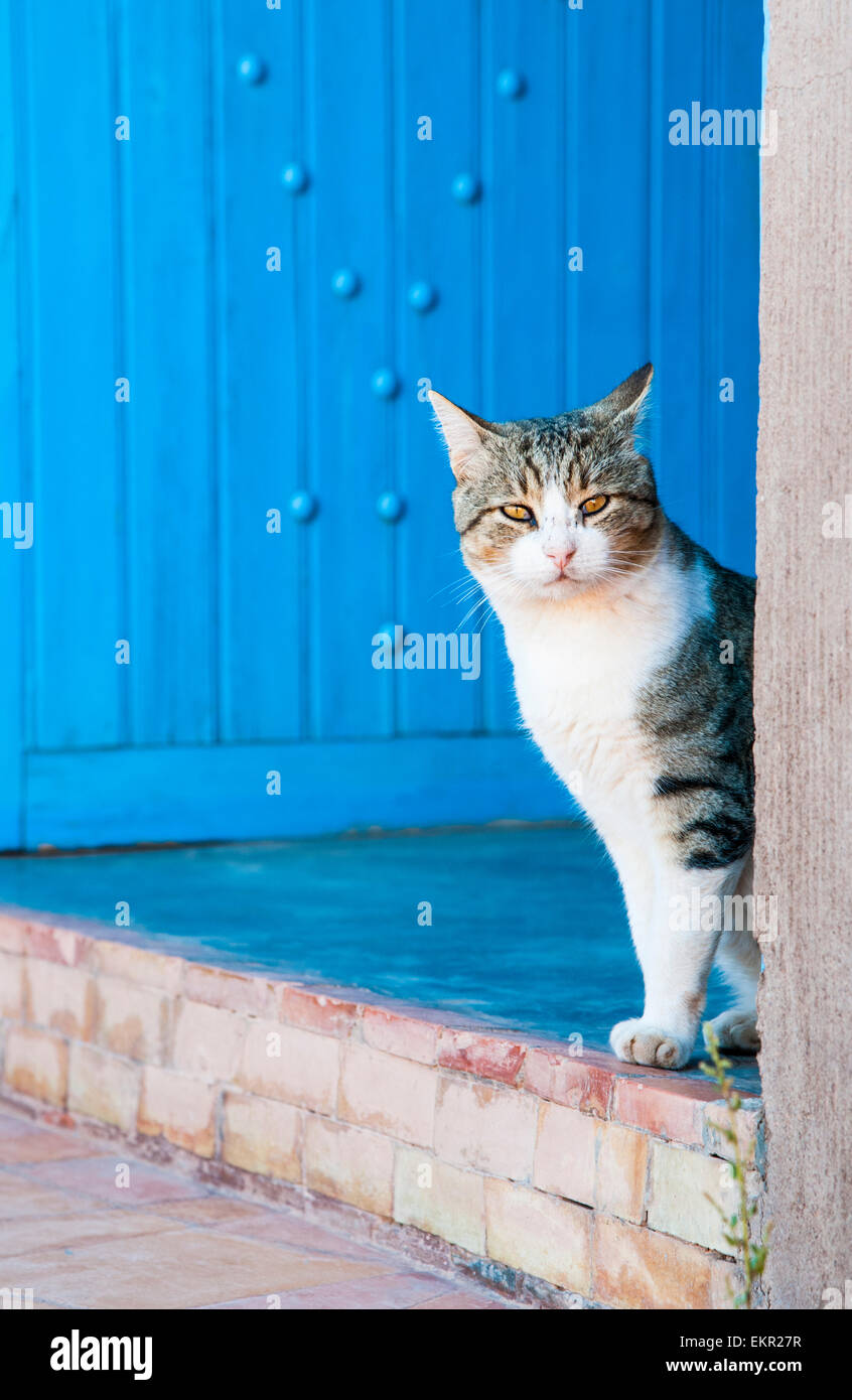 Chat et un porte bleue à Ait Ben Haddou, Ouarzazate, Maroc Province Banque D'Images