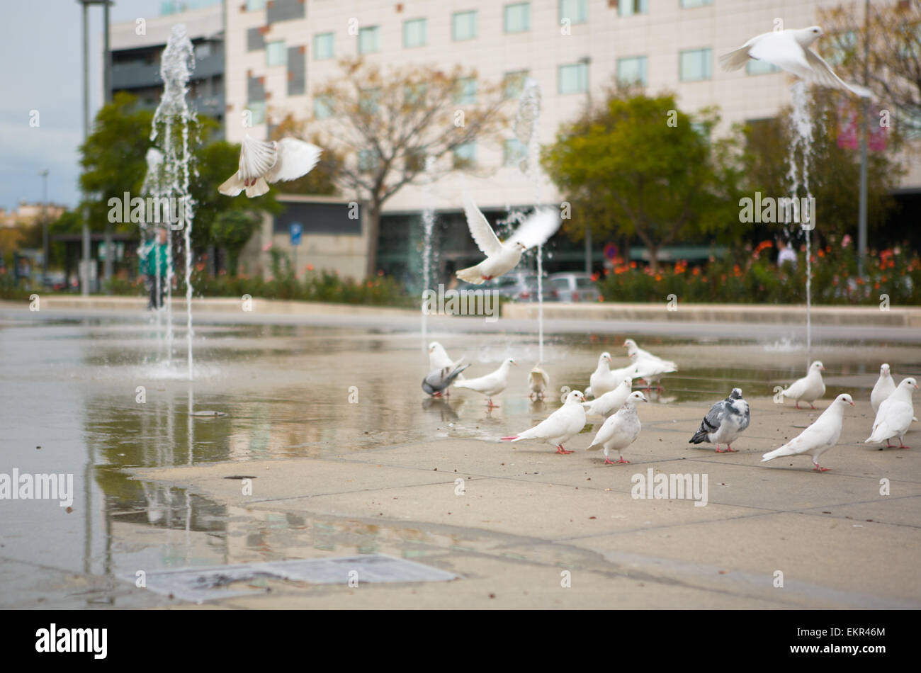 Des jets d'eau de printemps colombes sur la ville de Cordoue, Espagne Banque D'Images
