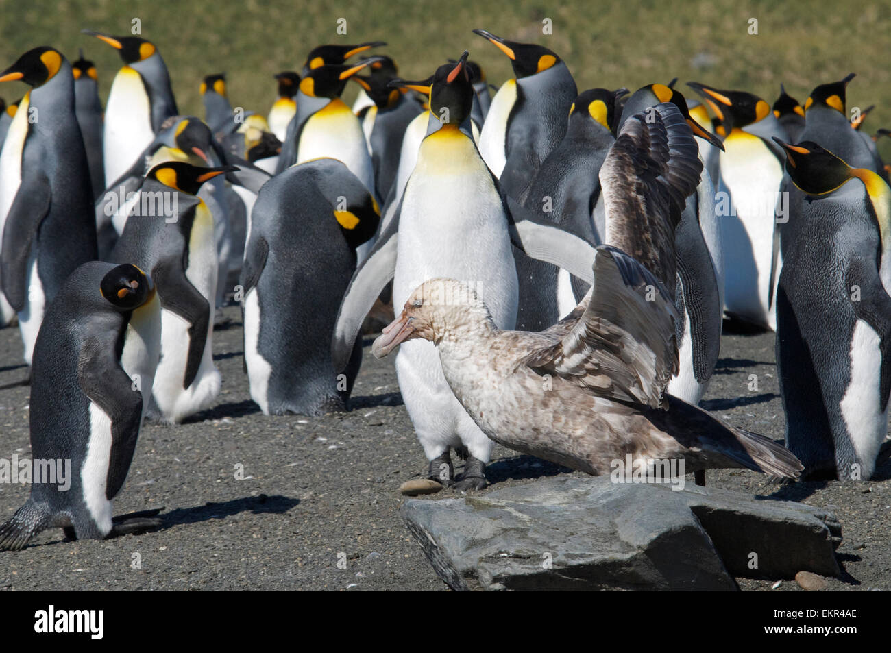 Pétrel géant dans la colonie de pingouins roi de Géorgie du sud du port d'Or Banque D'Images