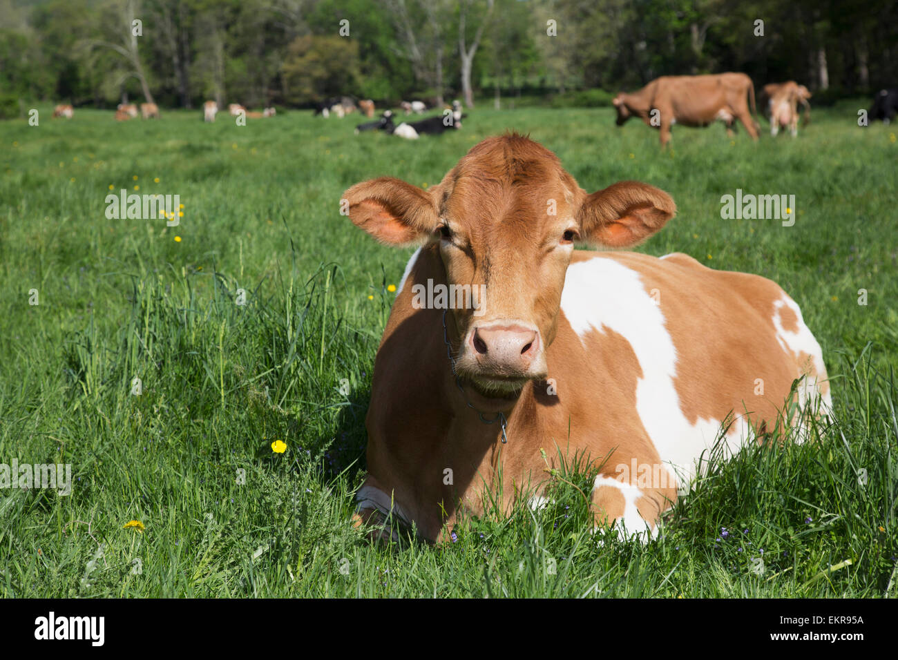 Vache Guernsey chewing-CUD, située dans un écrin de printemps pré ; Granby, Connecticut, United States of America Banque D'Images