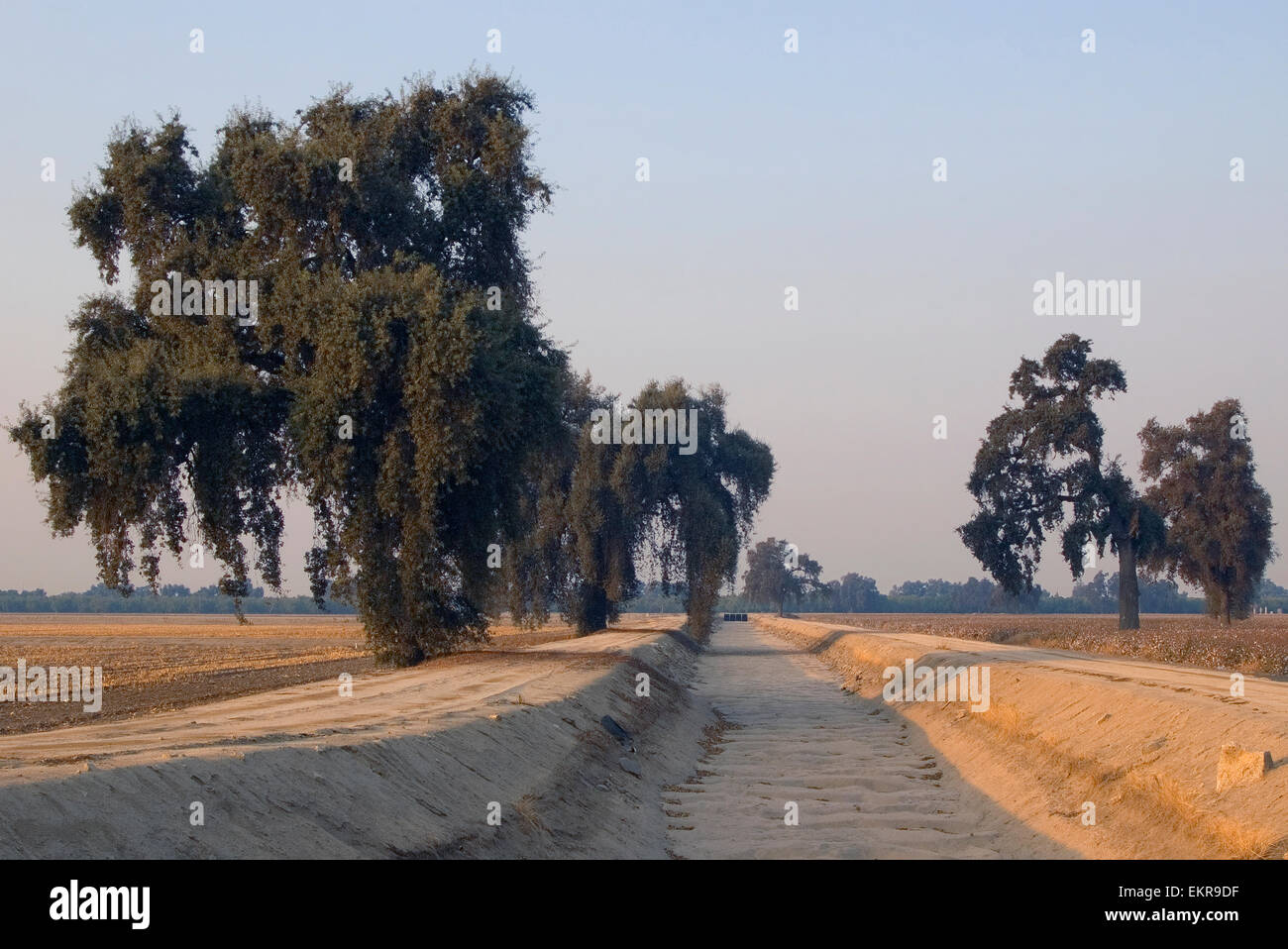 Canal d'irrigation à sec dans un champ de coton en dehors de Visalia, CA.montrant la dépendance des agriculteurs de la Californie sur l'irrigation, 2015 Banque D'Images