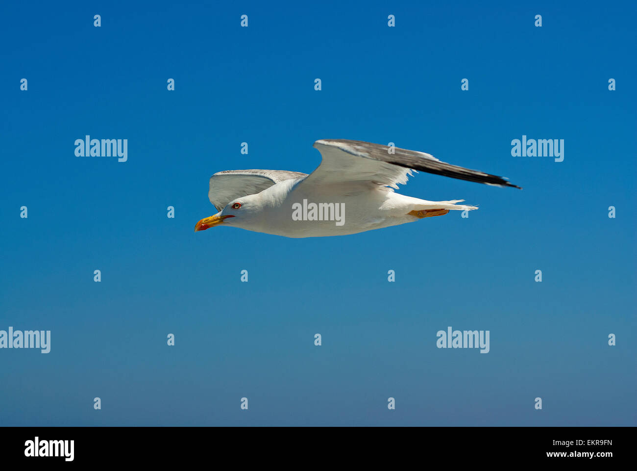 Yellow-legged Gull (Larus cachinnans) en vol, Isola del Giglio, Florence, Italie Banque D'Images