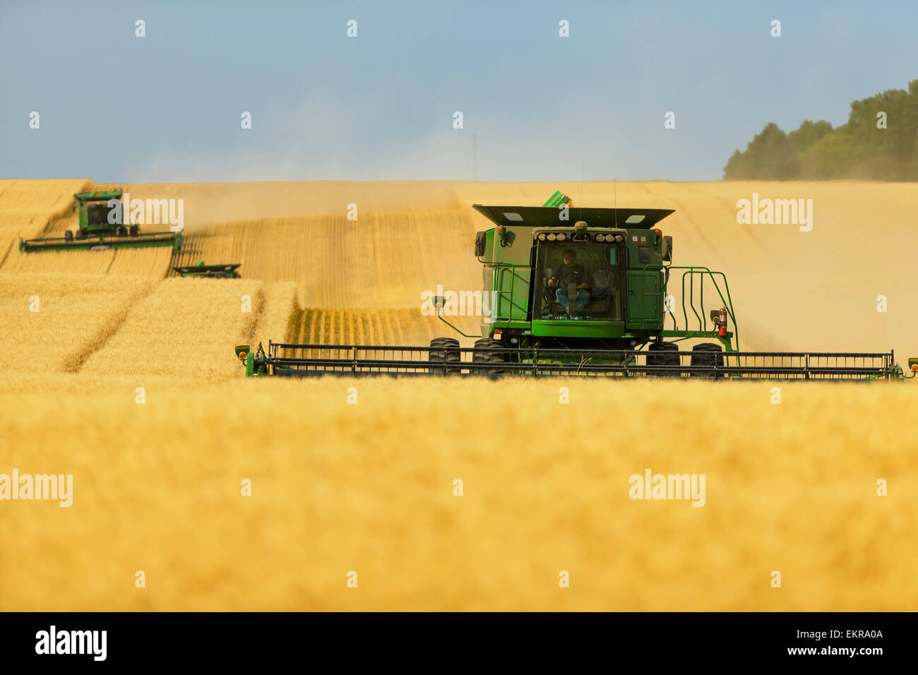 Paplow la récolte Company custom combine un champ de blé, près de Ray, Dakota du Nord, États-Unis d'Amérique Banque D'Images