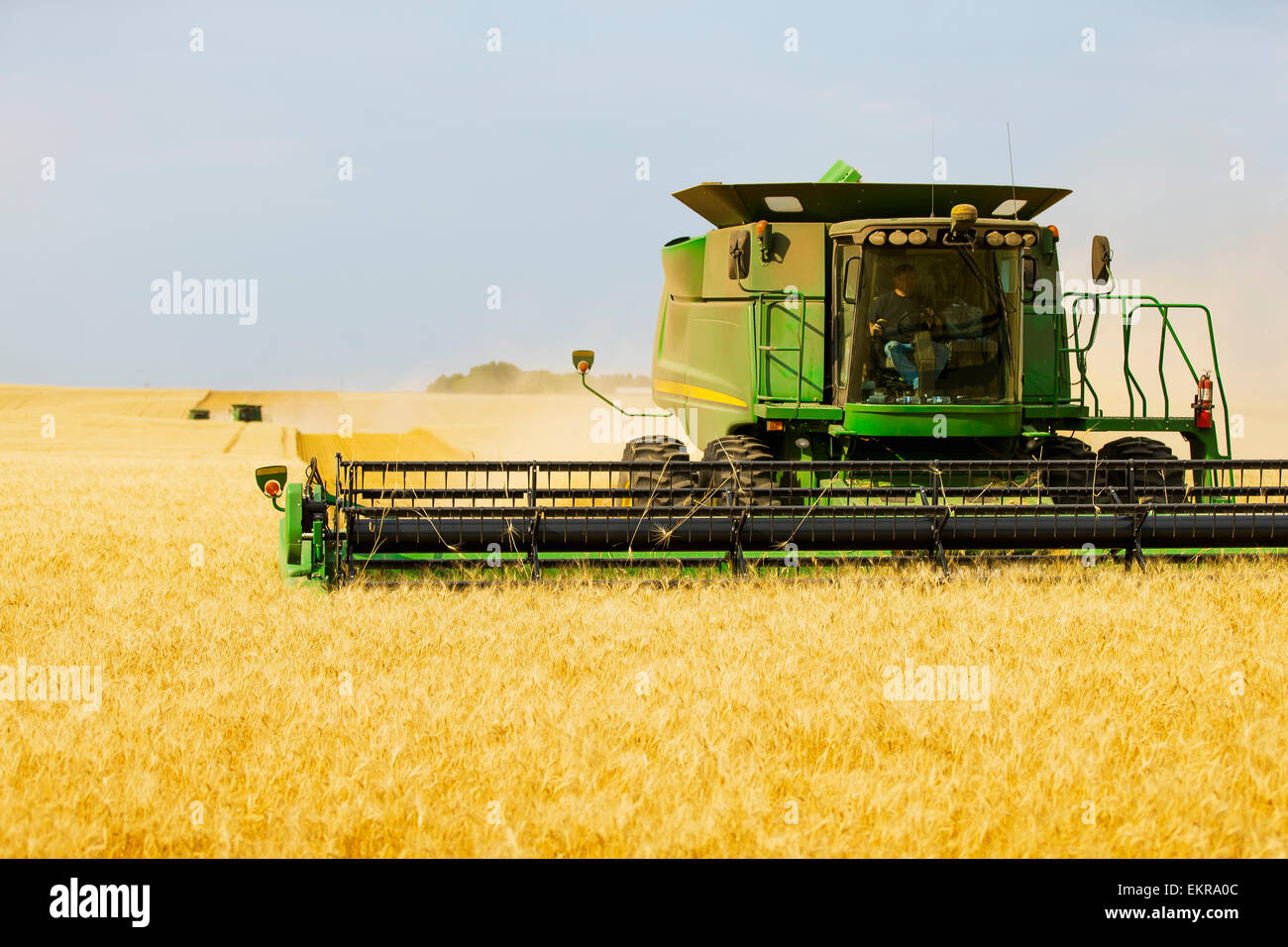 Paplow la récolte Company custom combine un champ de blé, près de Ray, Dakota du Nord, États-Unis d'Amérique Banque D'Images