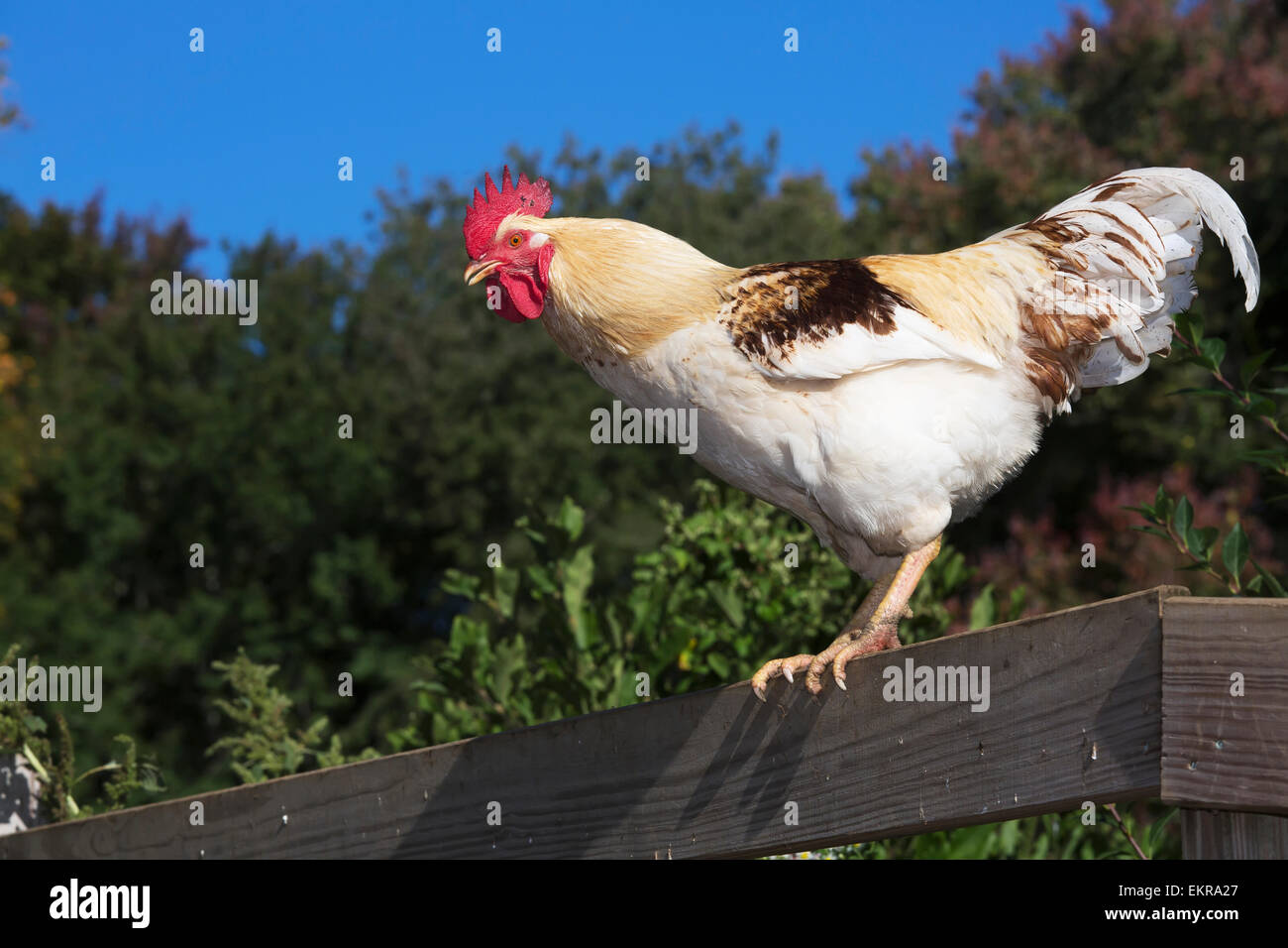 (Non-traditionnels du type commercial) chant coq Leghorn, Madison, Wisconsin, United States of America Banque D'Images