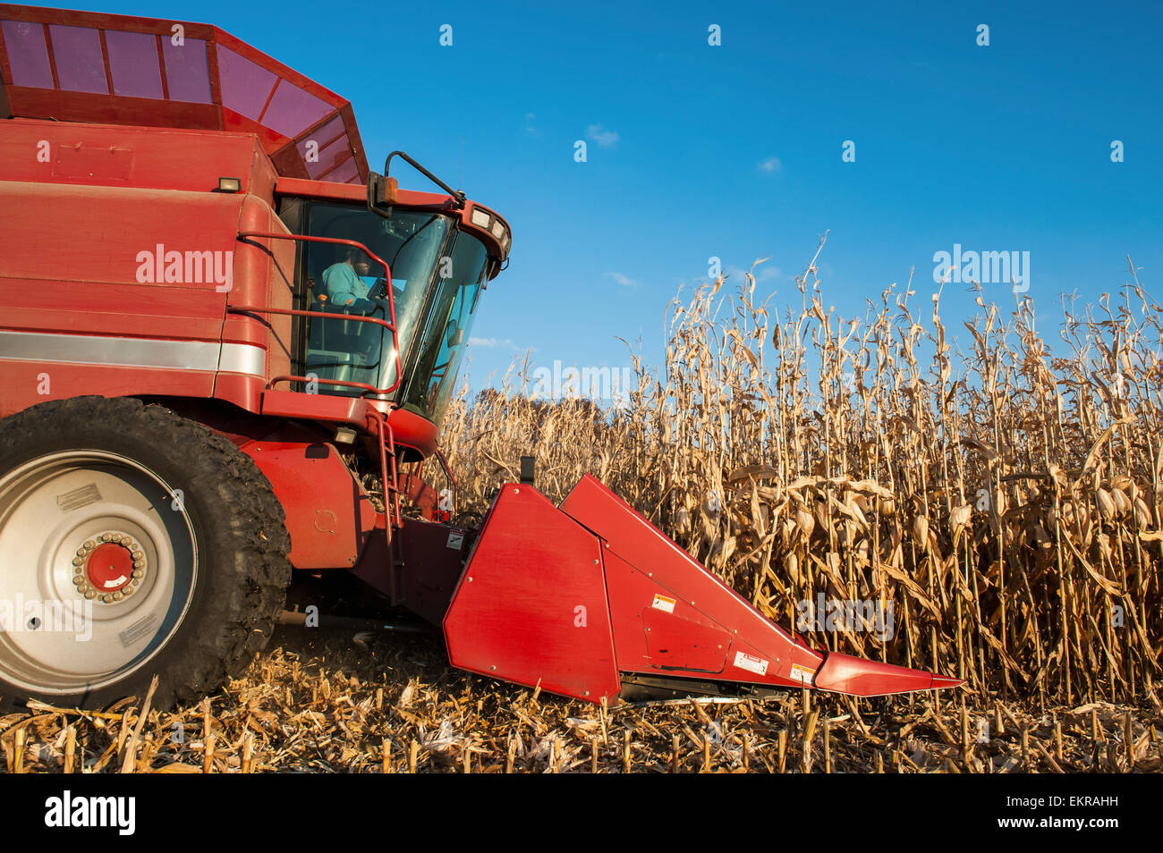 La récolte du maïs ; Savage, Minnesota, United States of America Banque D'Images