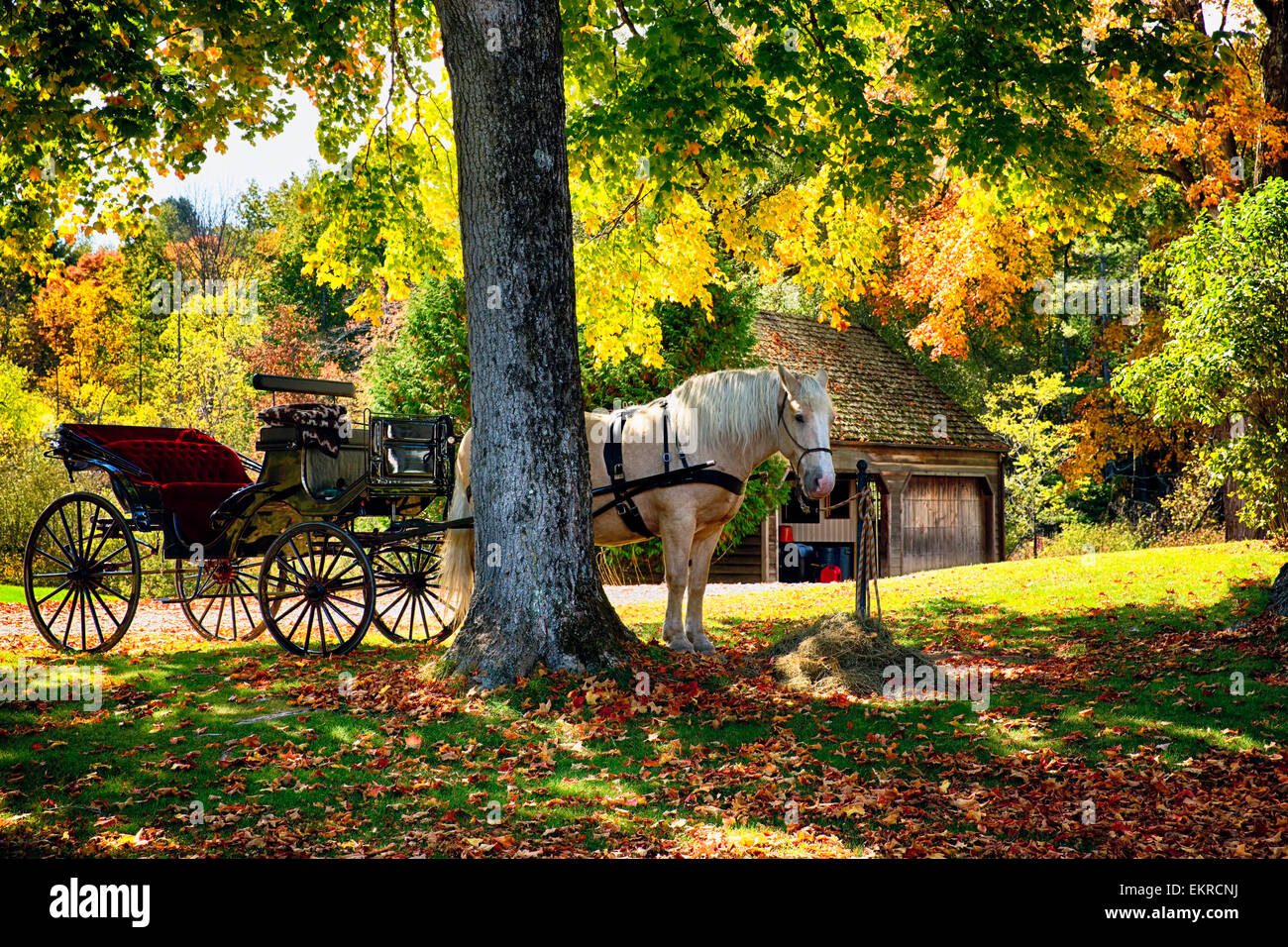 Low Angle View of a en transport sous un arbre pendant un après-midi d'automne, Bennington, Vermont Banque D'Images