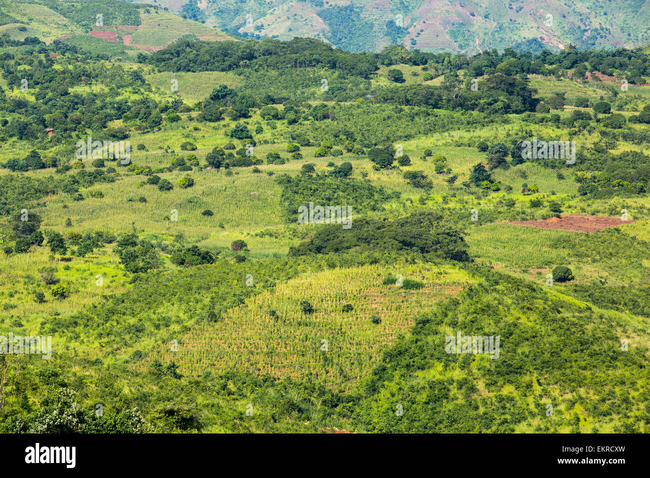 La déforestation sur terre pour cultiver le maïs dans la partie inférieure de la vallée du Shire au Malawi, un pays qui a été fortement déboisées pour les terres agricoles, et à faire du charbon pour la cuisson. Banque D'Images