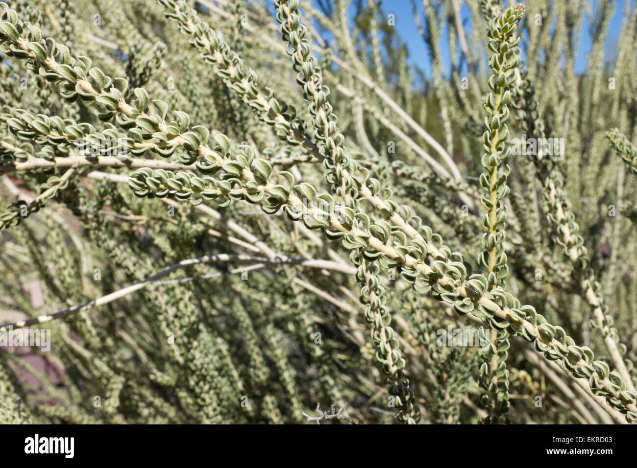 Bush de verre (Mortonia scabrella), S. AZ, Bittersweet, famille des Liliaceae Banque D'Images