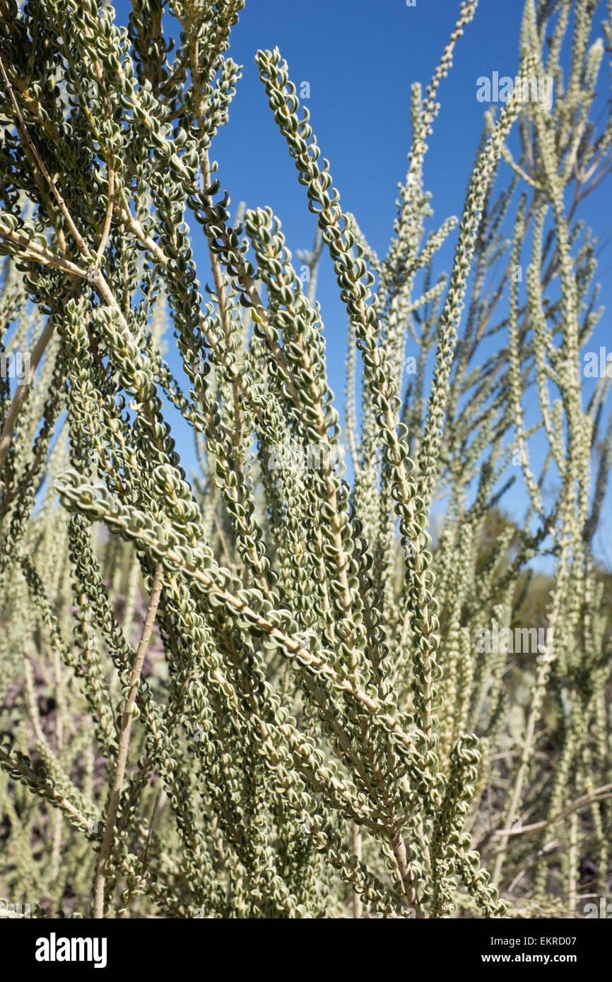 Bush de verre (Mortonia scabrella), S. AZ, Bittersweet, famille des Liliaceae Banque D'Images