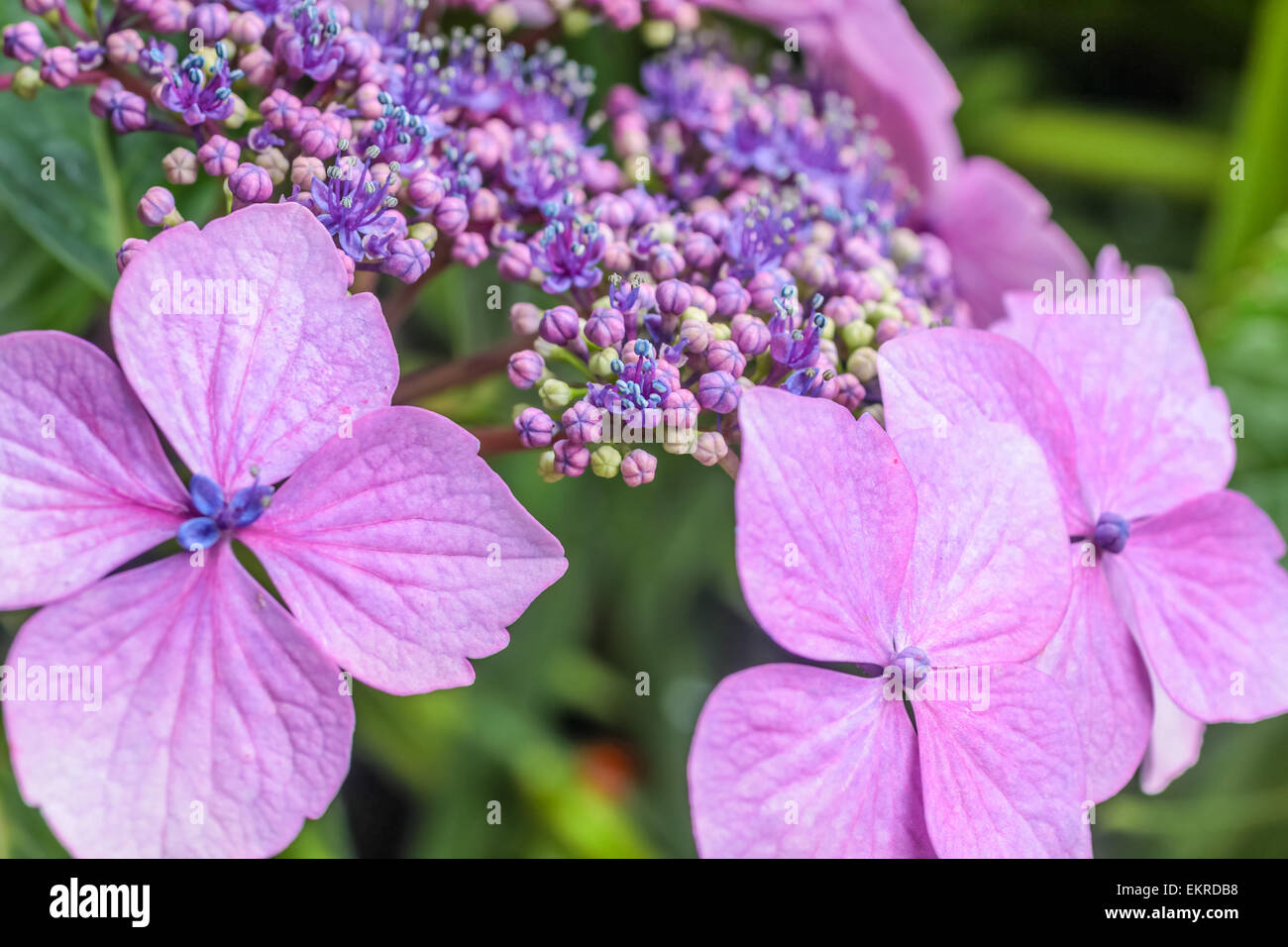 Hortensia violet fleurs dans la pluie à Derrynane House, Caherdaniel, Killarney, comté de Kerry, Irlande Banque D'Images