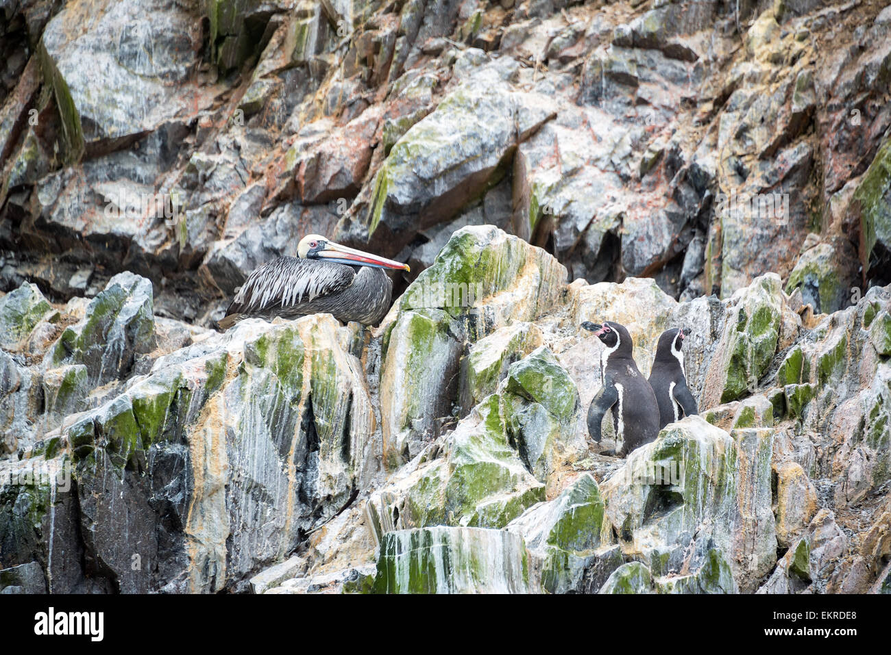 Pélican brun et les pingouins de Humboldt sur un rocher dans l'Iles Ballestas Paracas au Pérou, près de Banque D'Images