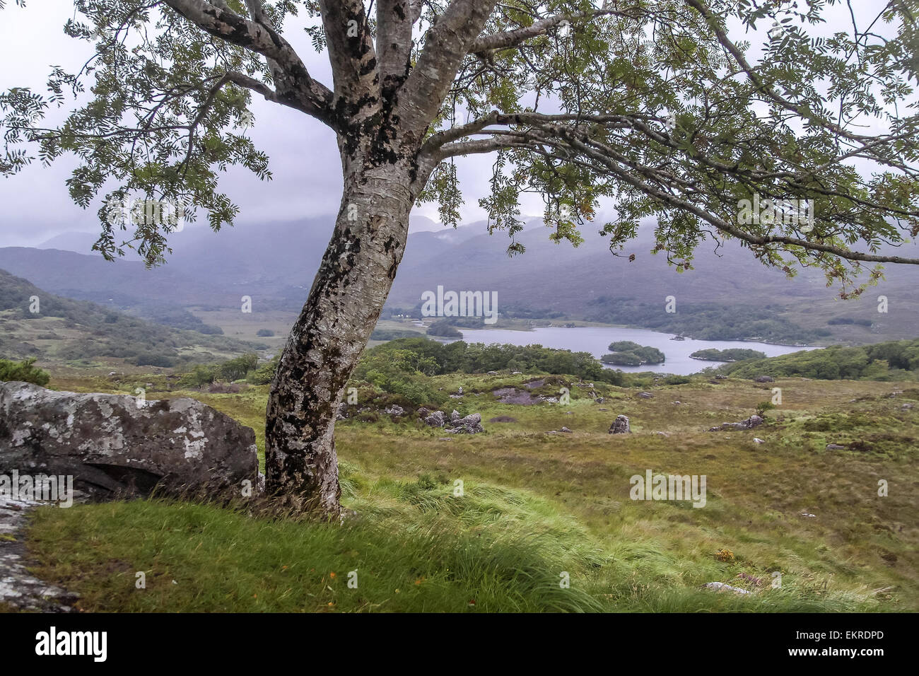 Arbre et paysage à Ladies View, le Parc National de Killarney, Iveragh, comté de Kerry, Irlande Banque D'Images