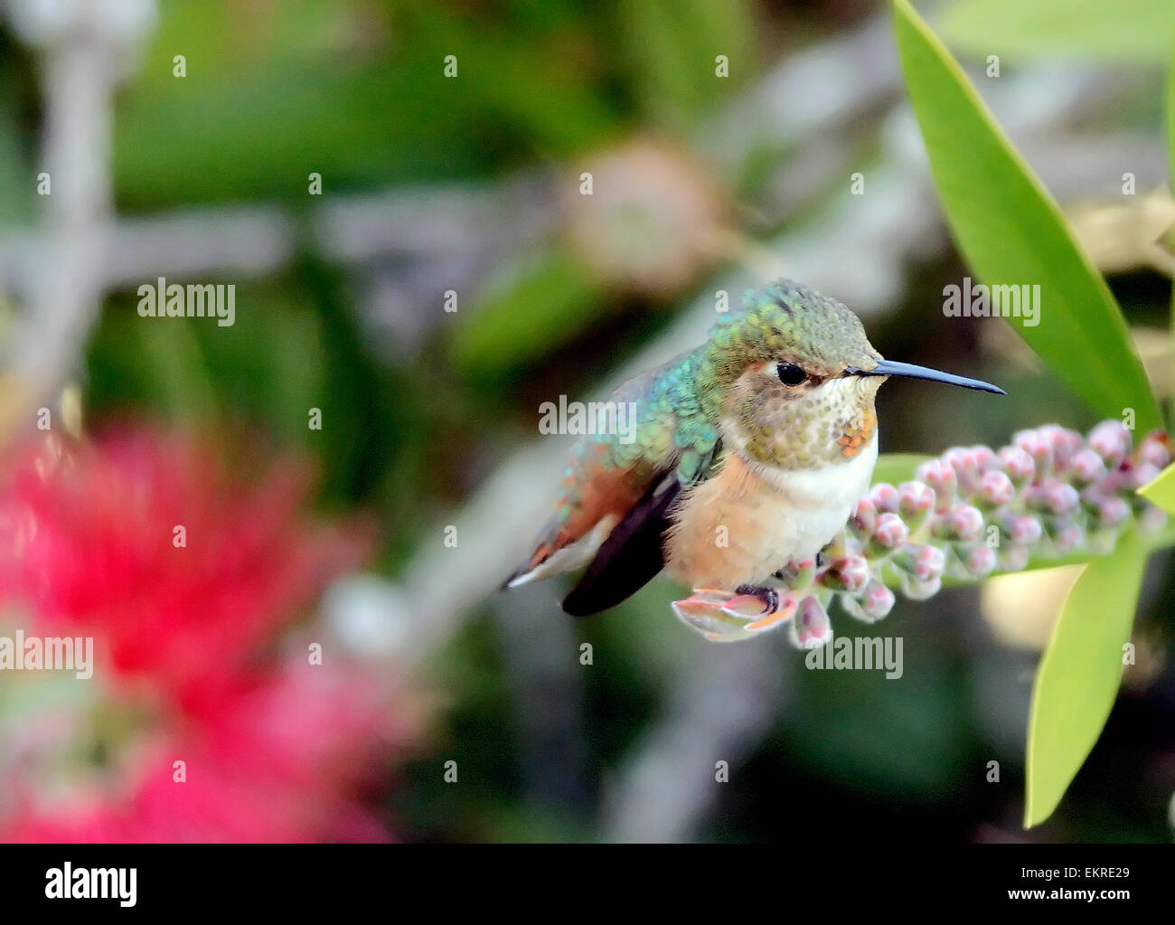 Un colibri d'Allen - Sélasphore sasin, perché sur une branche, photographié sur un fond flou. Banque D'Images