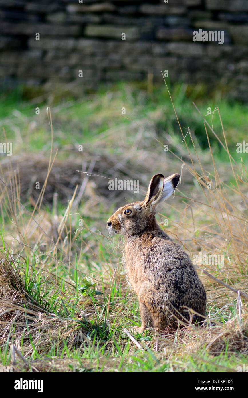 Un lièvre dans un champ. Photo : Scott Bairstow/Alamy Banque D'Images