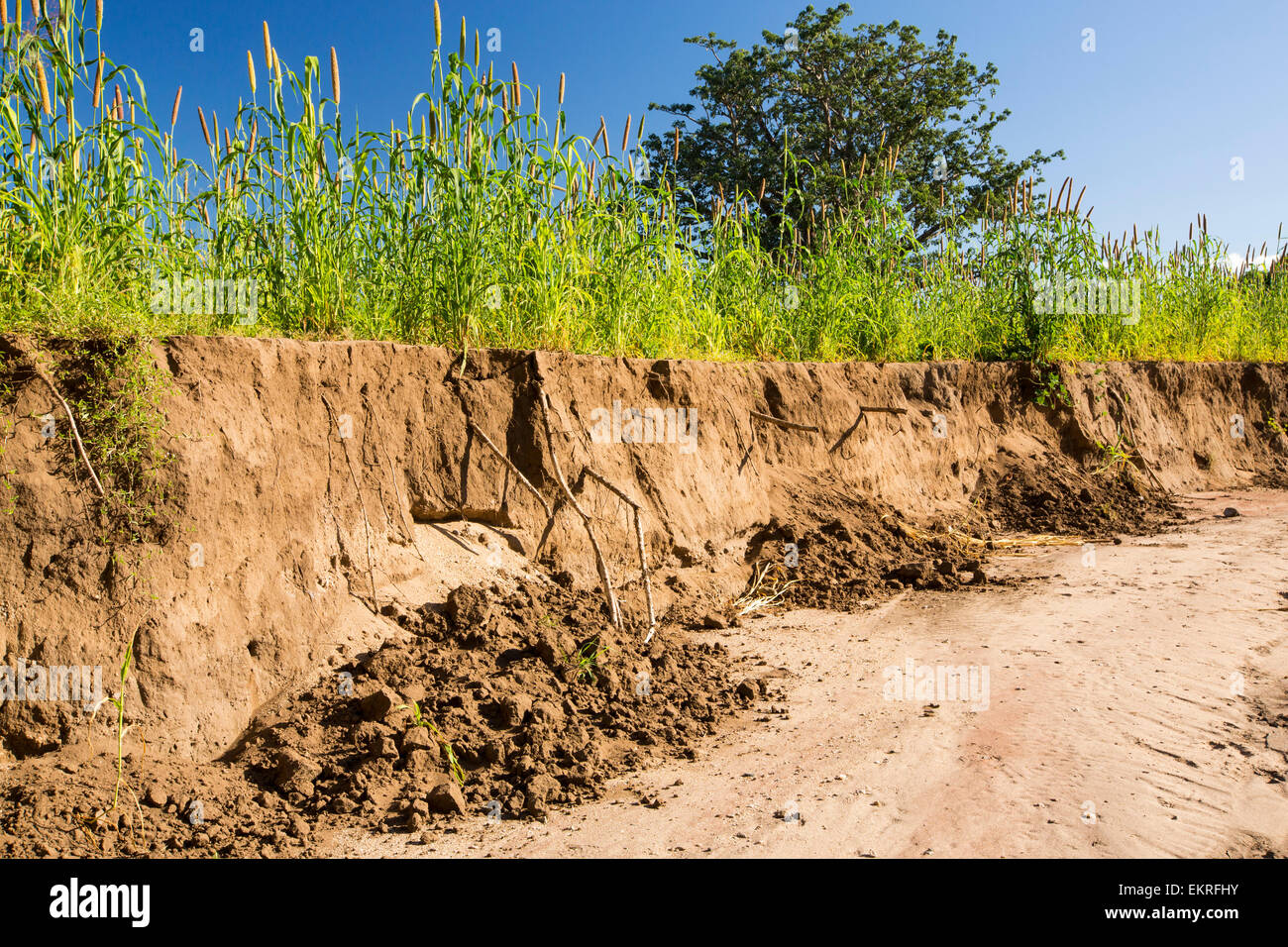 A la mi-janvier 2015, une période de trois jours de pluies excessives portées les inondations sans précédent au petit pays pauvre d'Afrique du Malawi. Il déplacé près de 250 000 personnes, a dévasté 64 000 hectares de terres, et tué plusieurs centaines de personnes. Cette photo montre une terre agricole avec des cultures de maïs emportée par les inondations à Bangula. Banque D'Images