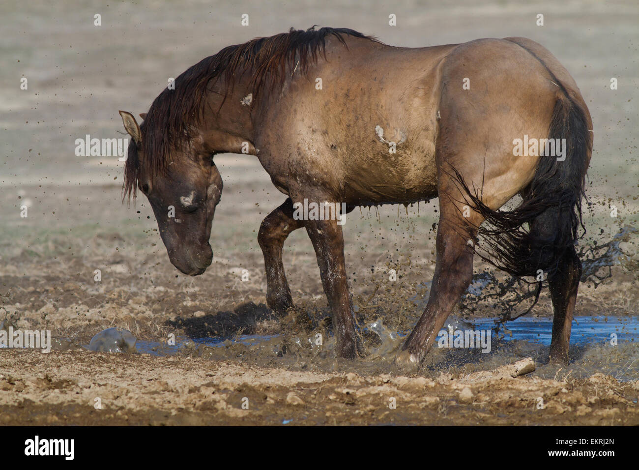Wild Horse jouant dans l'eau boueuse par les coups de pied et aux éclaboussures. Banque D'Images