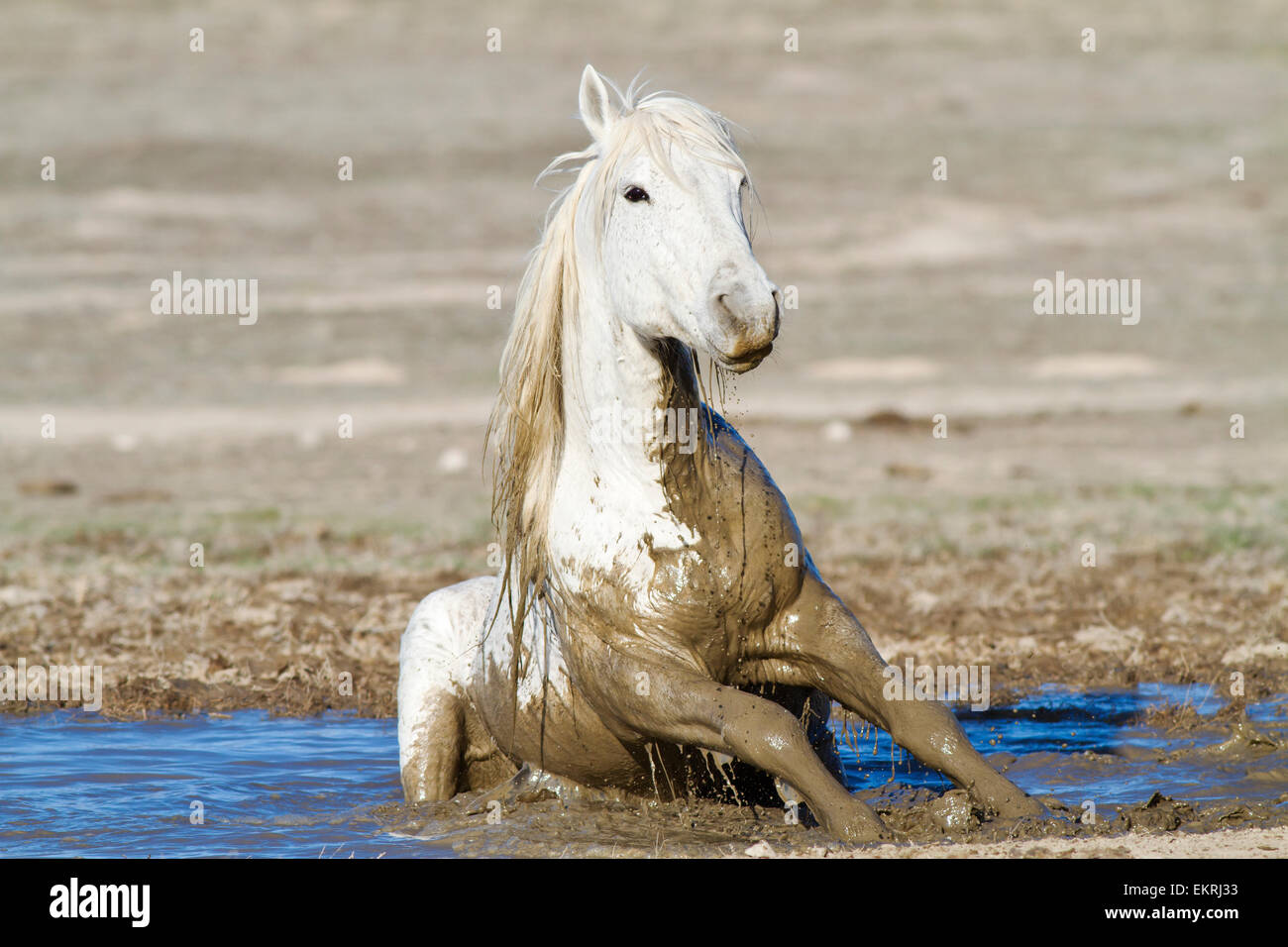 Wild Horse jouant dans l'eau trouble Banque D'Images