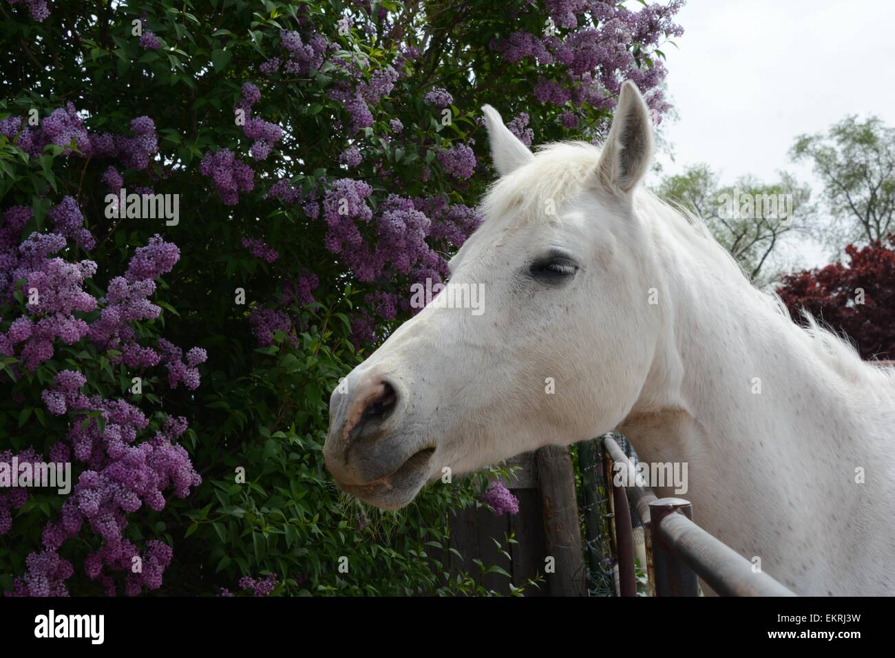 Lilas arabe Banque de photographies et d’images à haute résolution Alamy