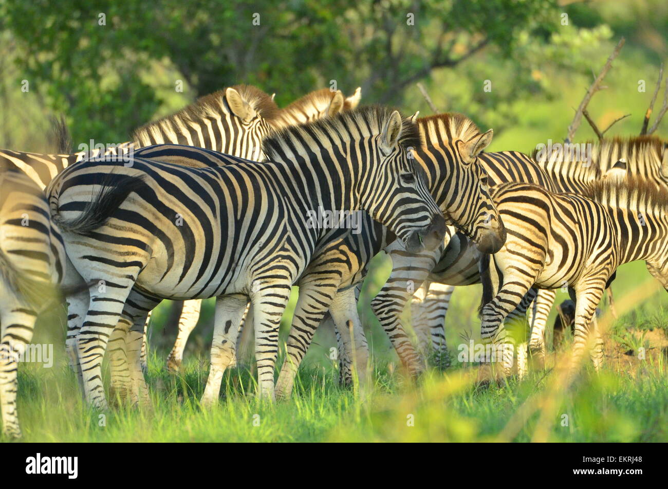 Masse de zebra stripes au célèbre Parc National Kruger, Mpumalanga, Afrique du Sud. Banque D'Images