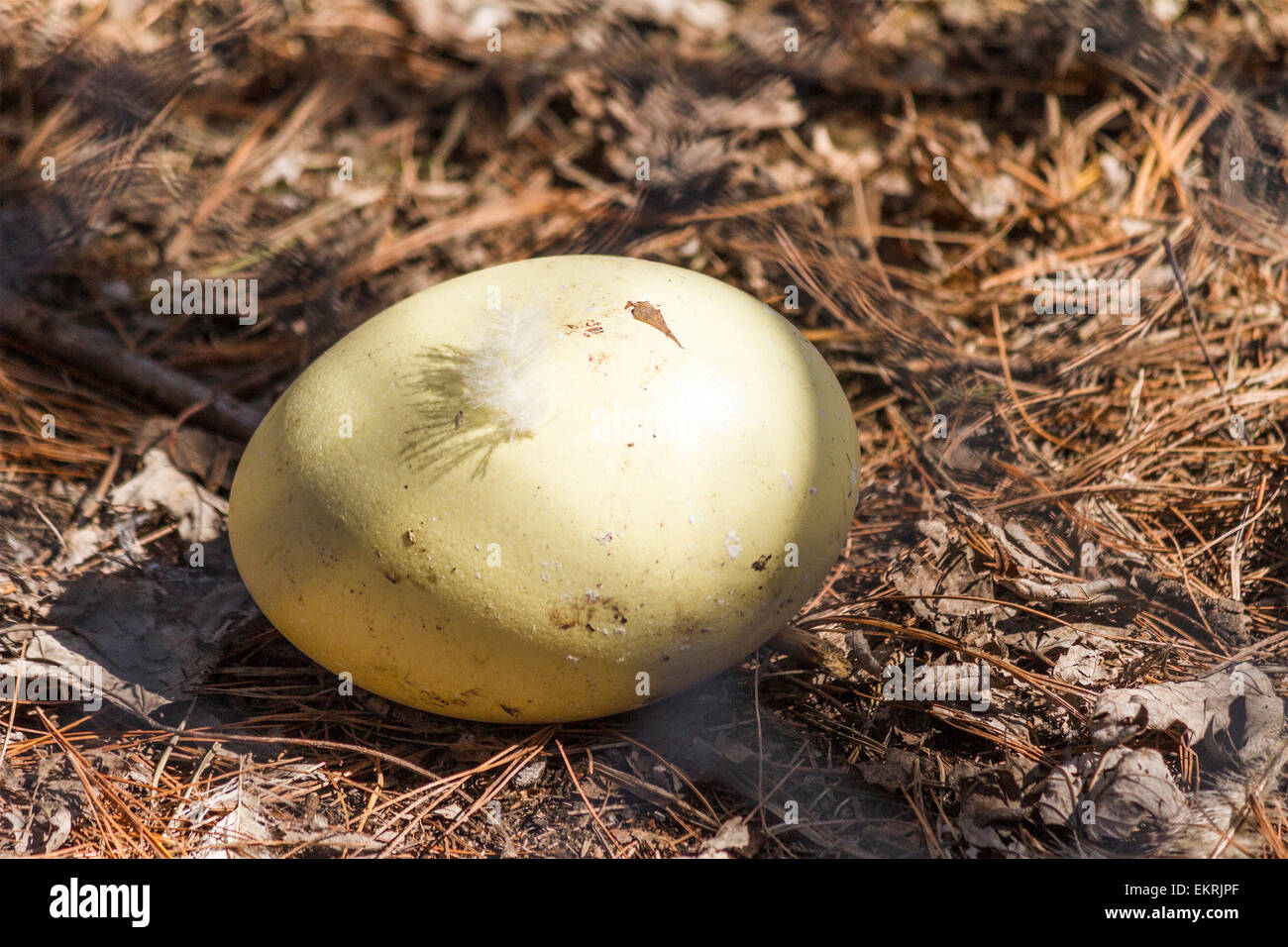 Emu egg Banque de photographies et d’images à haute résolution Alamy — free download