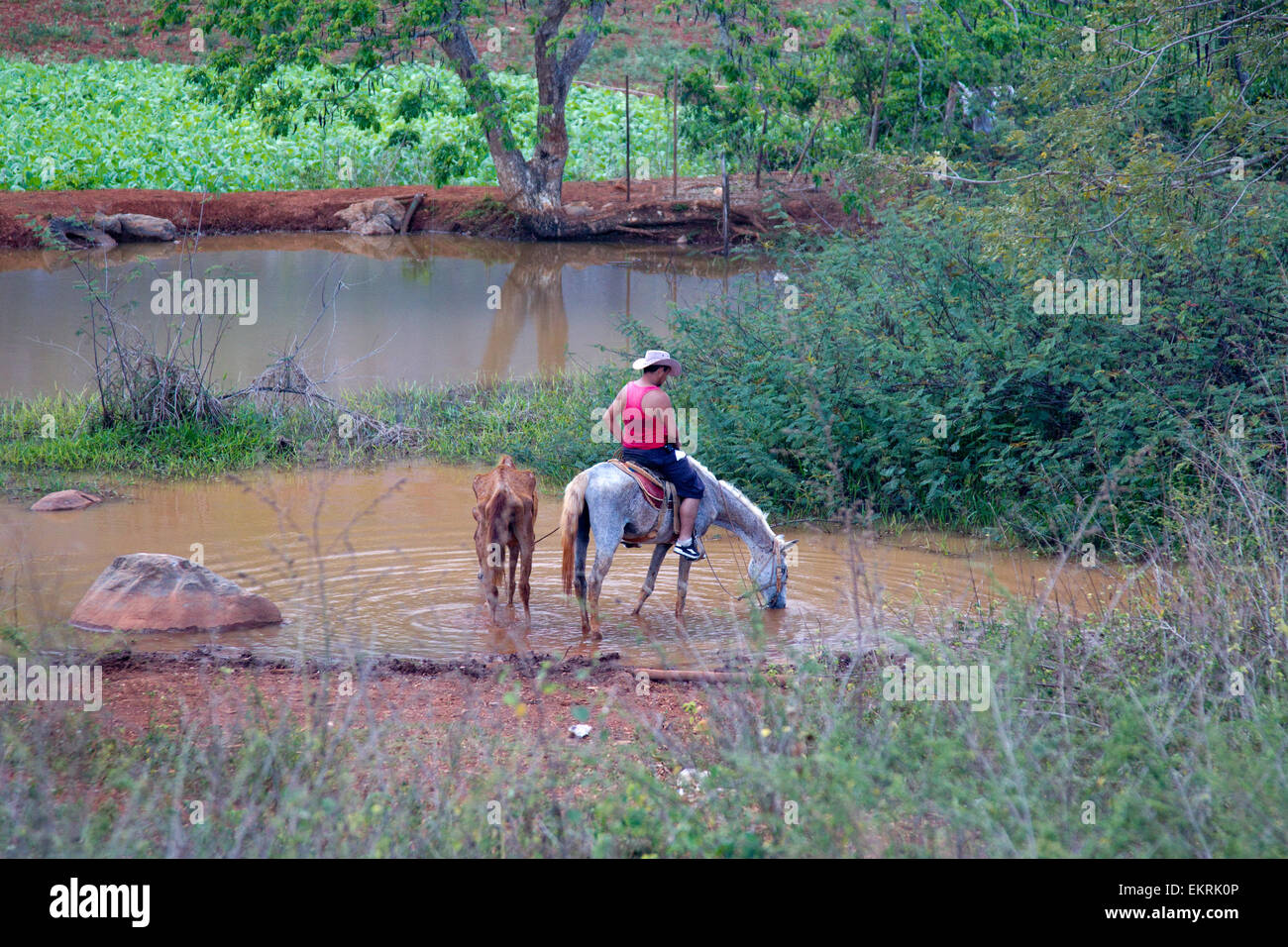 Un cheval de boissons dans un étang en terres agricoles de Vinales, Cuba avec les cultures et les plantations de tabac Banque D'Images