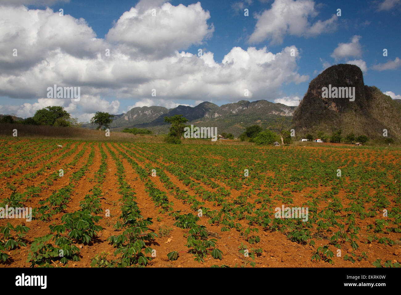 Les terres agricoles de Vinales, Cuba avec les cultures et les plantations de tabac Banque D'Images