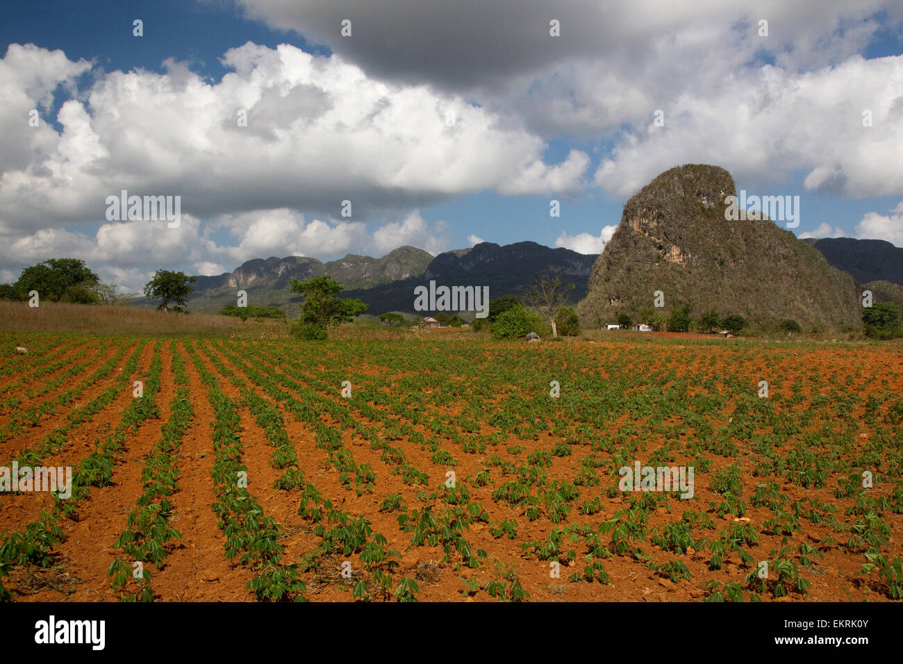 Les terres agricoles de Vinales, Cuba avec les cultures et les plantations de tabac Banque D'Images