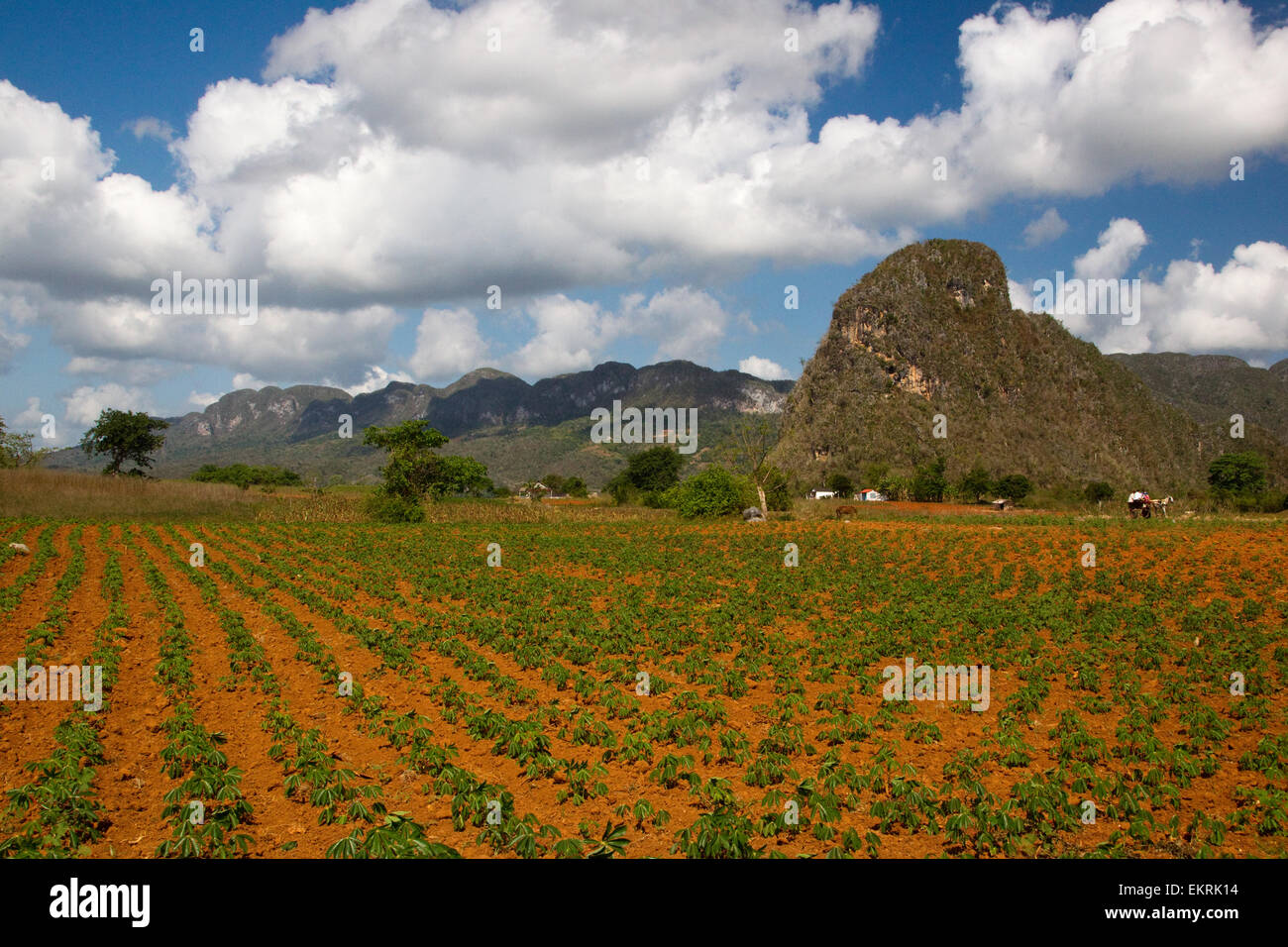 Les terres agricoles de Vinales, Cuba avec les cultures et les plantations de tabac Banque D'Images