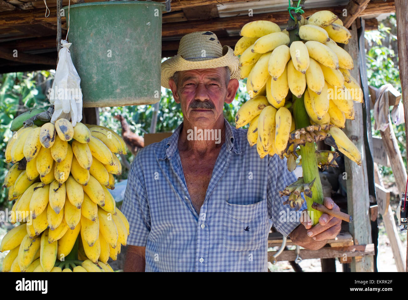 Un cultivateur de tabac dans sa grange avec deux régimes de bananes dans la région de Vinales, Cuba Banque D'Images