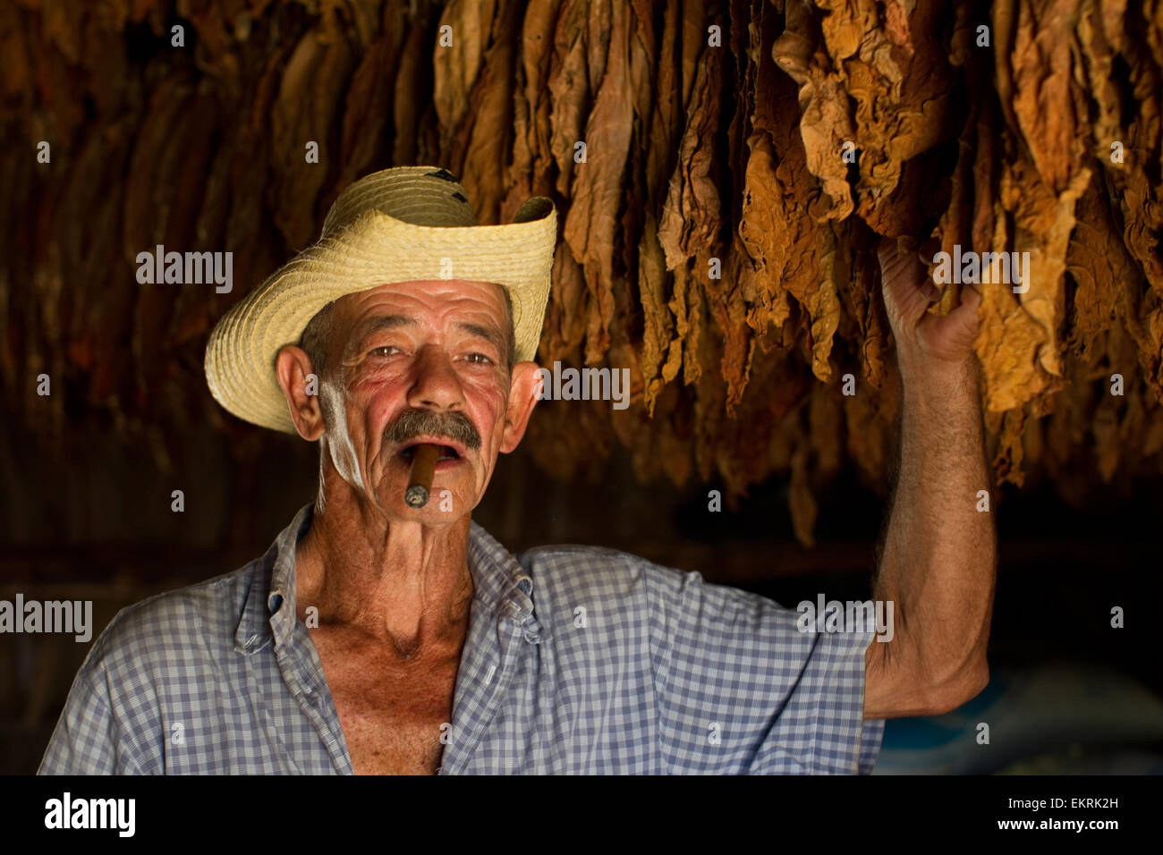 Un cultivateur de tabac dans sa grange dans la région de Vinales, Cuba Banque D'Images