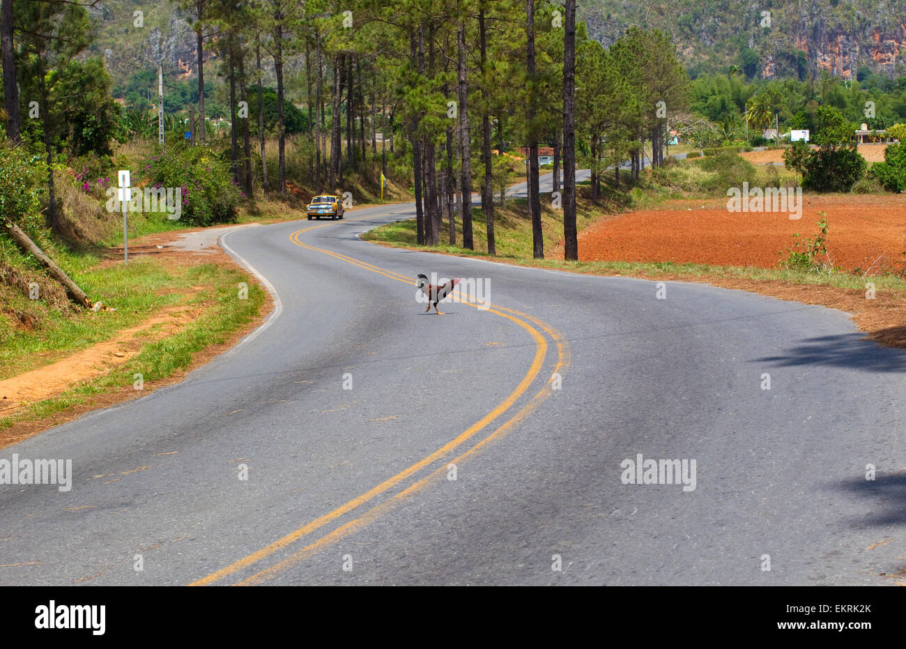 "Pourquoi le poulet a traversé la route ? 'Un poulet traversant une route dans la région de Vinales, Cuba Banque D'Images