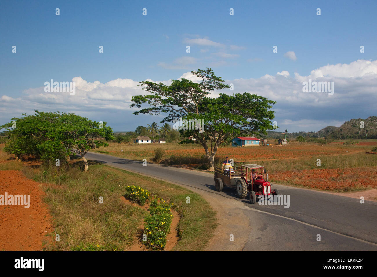 Un agriculteur avec un tracteur dans les terres agricoles de Vinales, Cuba avec les cultures et les plantations de tabac Banque D'Images