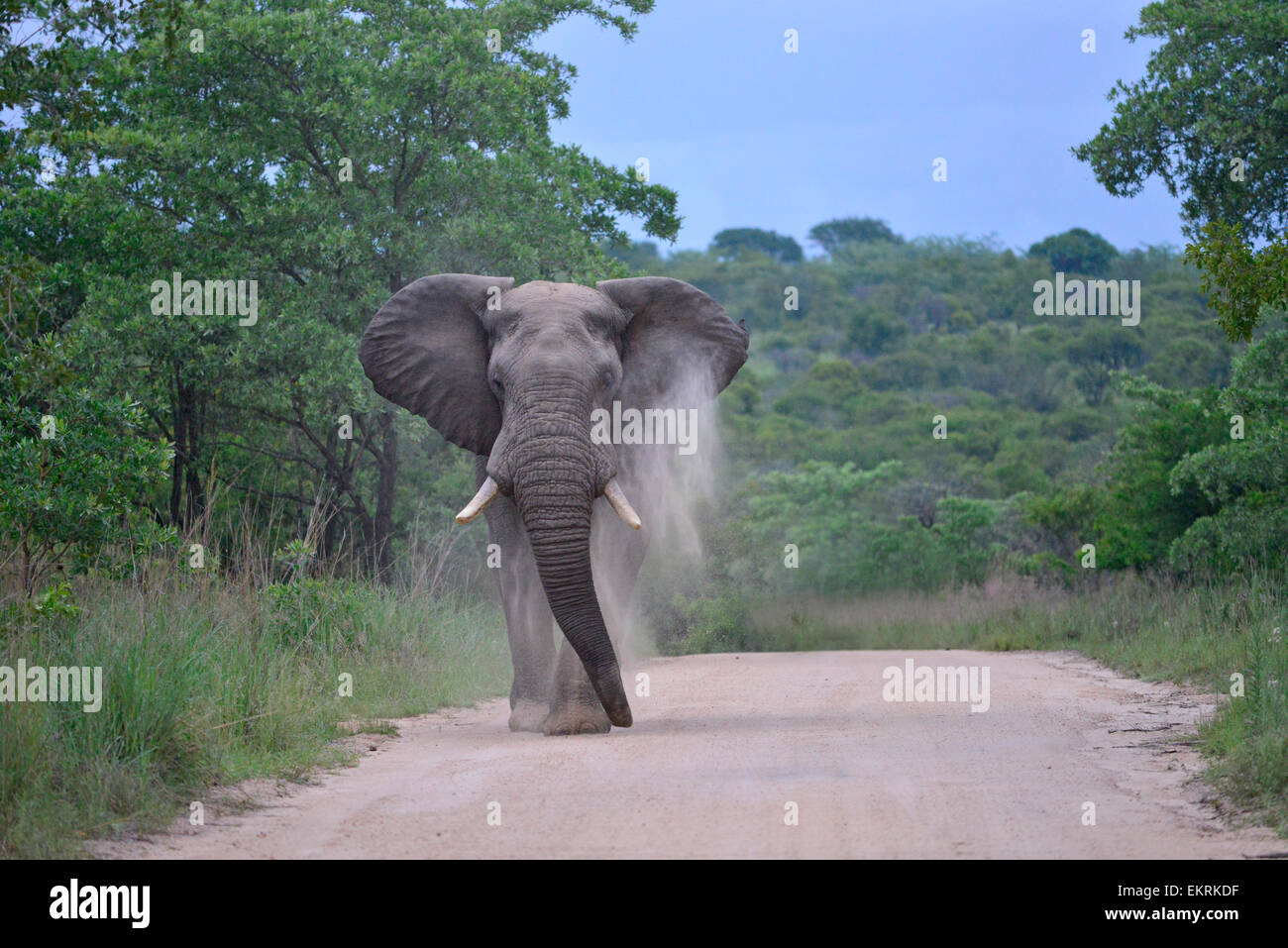 L'éléphant d'Afrique à vomir la poussière dans chemin de terre, au célèbre Parc National Kruger, Mpumalanga, Afrique du Sud. Banque D'Images