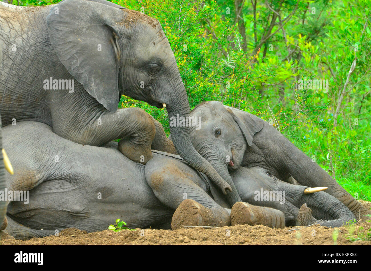 Famille d'éléphants jouant dans célèbre Parc National Kruger, Mpumalanga, Afrique du Sud. Banque D'Images