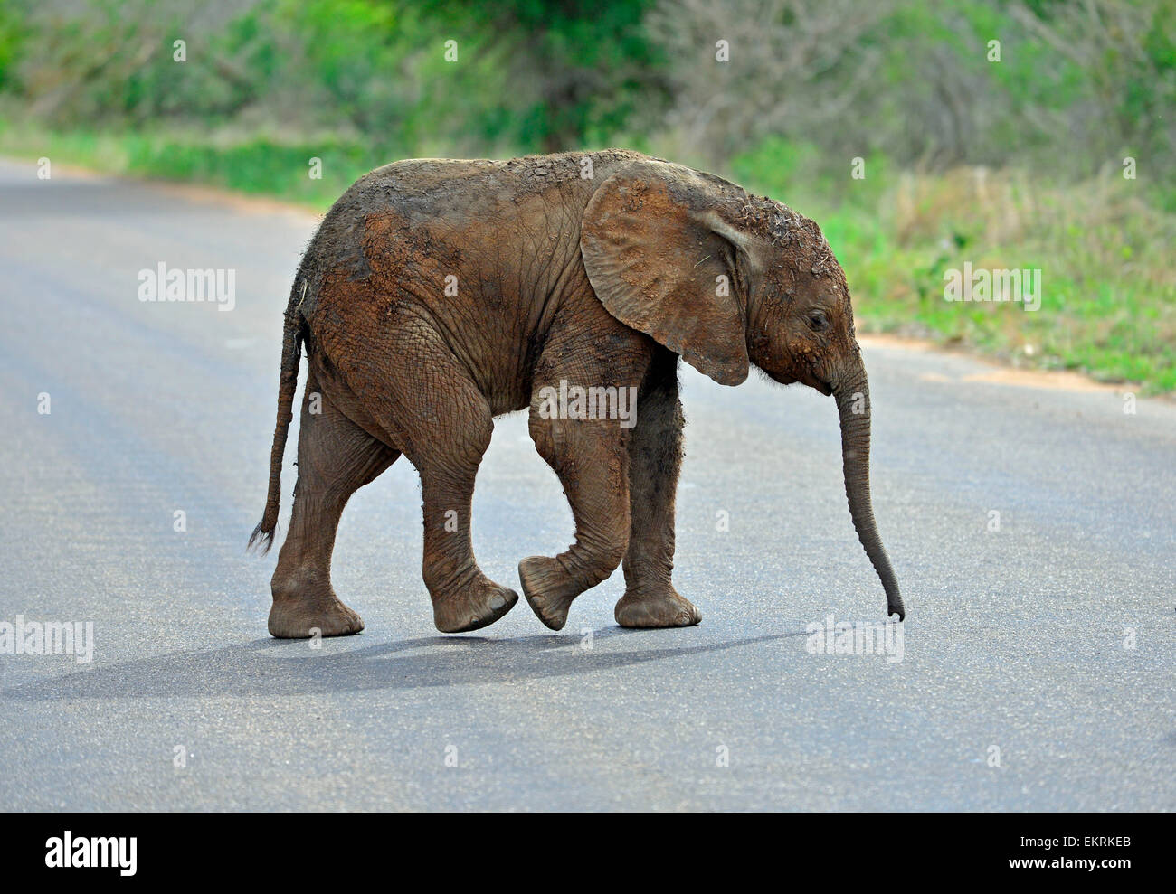 Teeny elephant calf crossing road à célèbre Parc National Kruger, Mpumalanga, Afrique du Sud. Banque D'Images