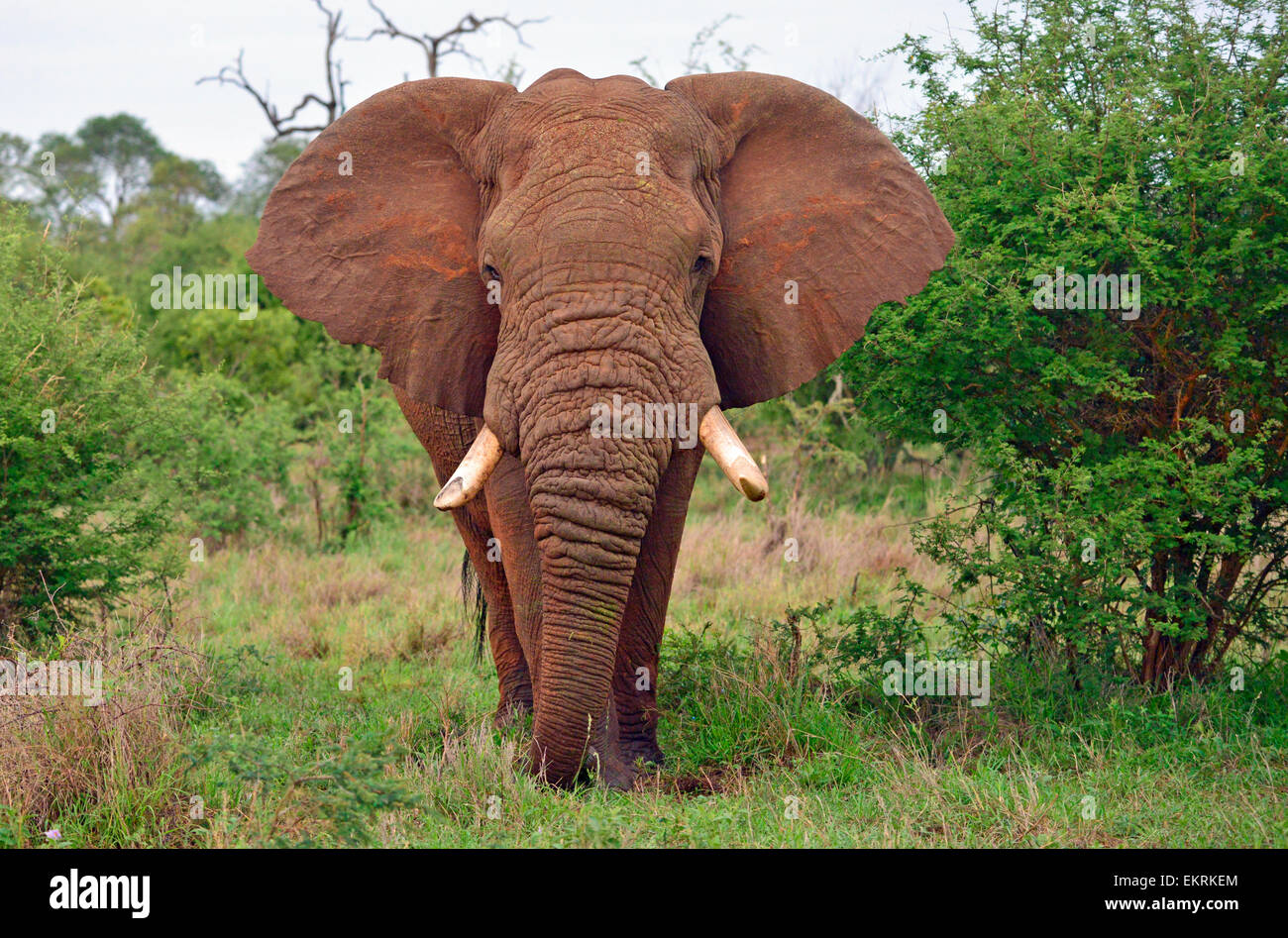 Elephant bull, oreilles battantes vue frontale, la peau rouge, Kruger Park, Afrique du Sud. Banque D'Images