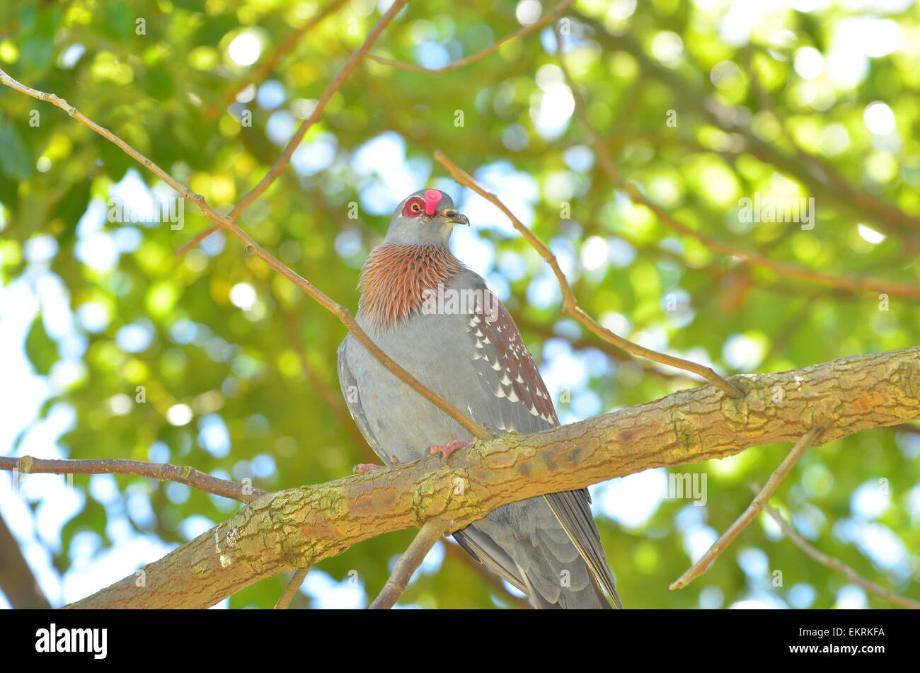 Pigeon biset pigeon mouchetée ou avec flèche prise dans sa tête. Banque D'Images