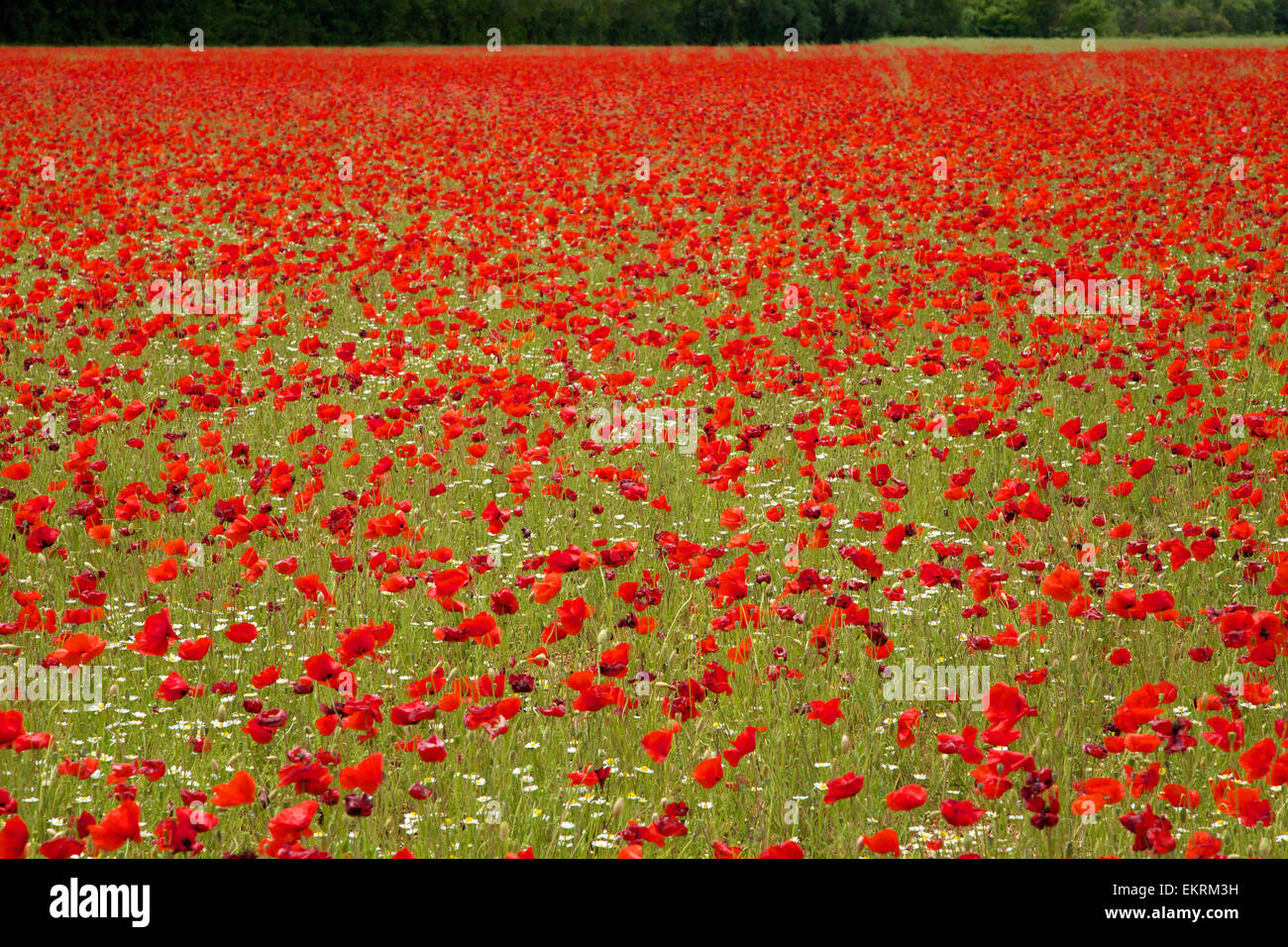 Champ rouge de coquelicots en Provence, Sud de la France. Banque D'Images