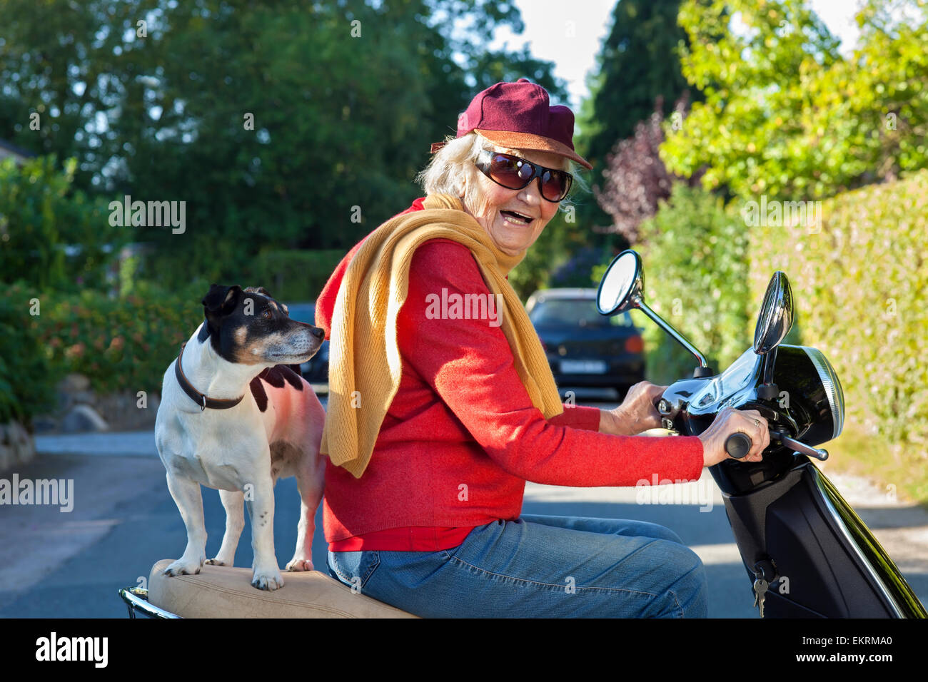 Dame âgée dans le quartier branché des vêtements modernes de rire heureusement qu'elle prend son chien un petit Jack Russell Terrier pour un scooter ride ba Banque D'Images