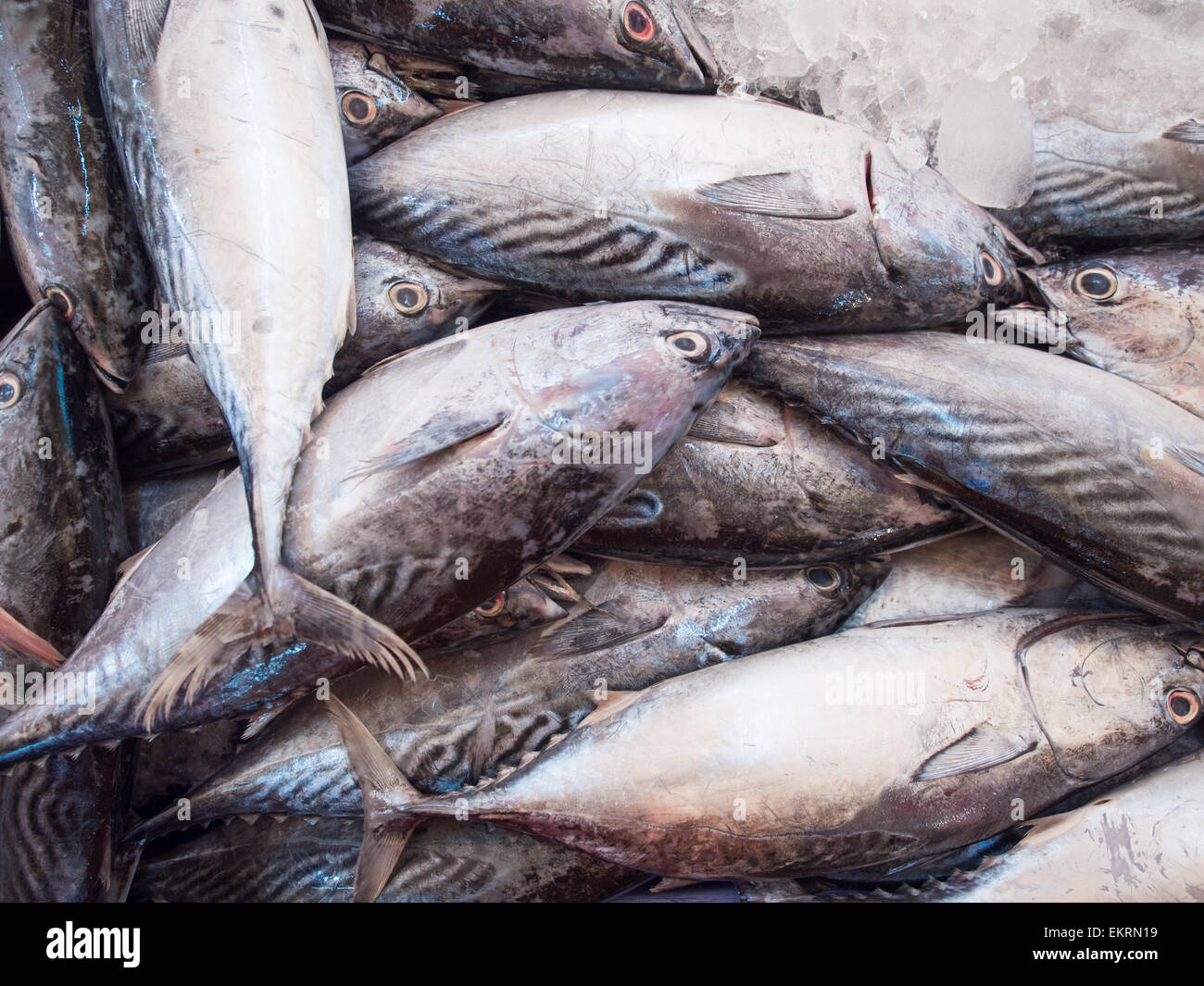 Le maquereau poisson dans market Banque D'Images